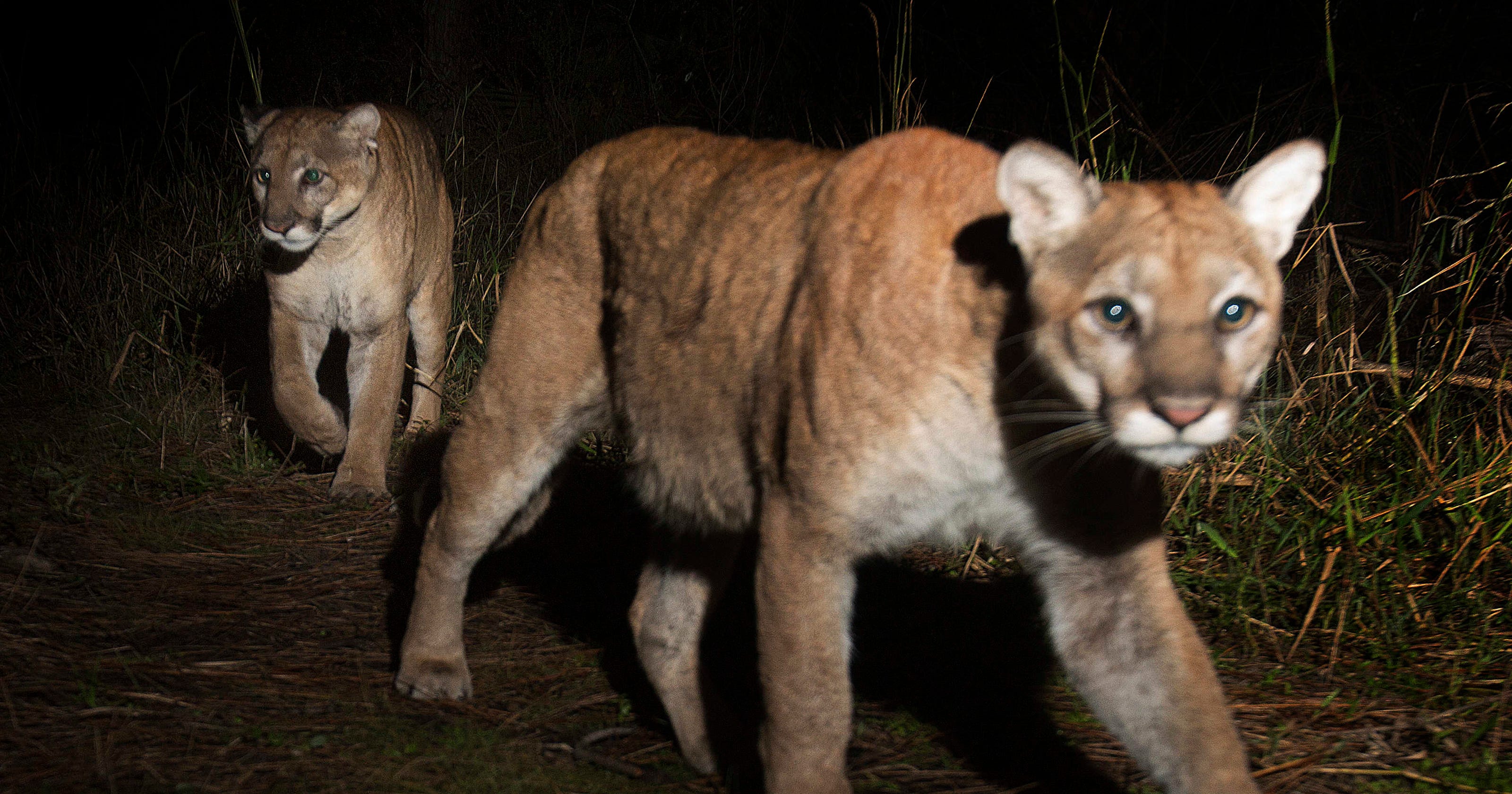 Limiting human interactions with predatory mammals in Florida