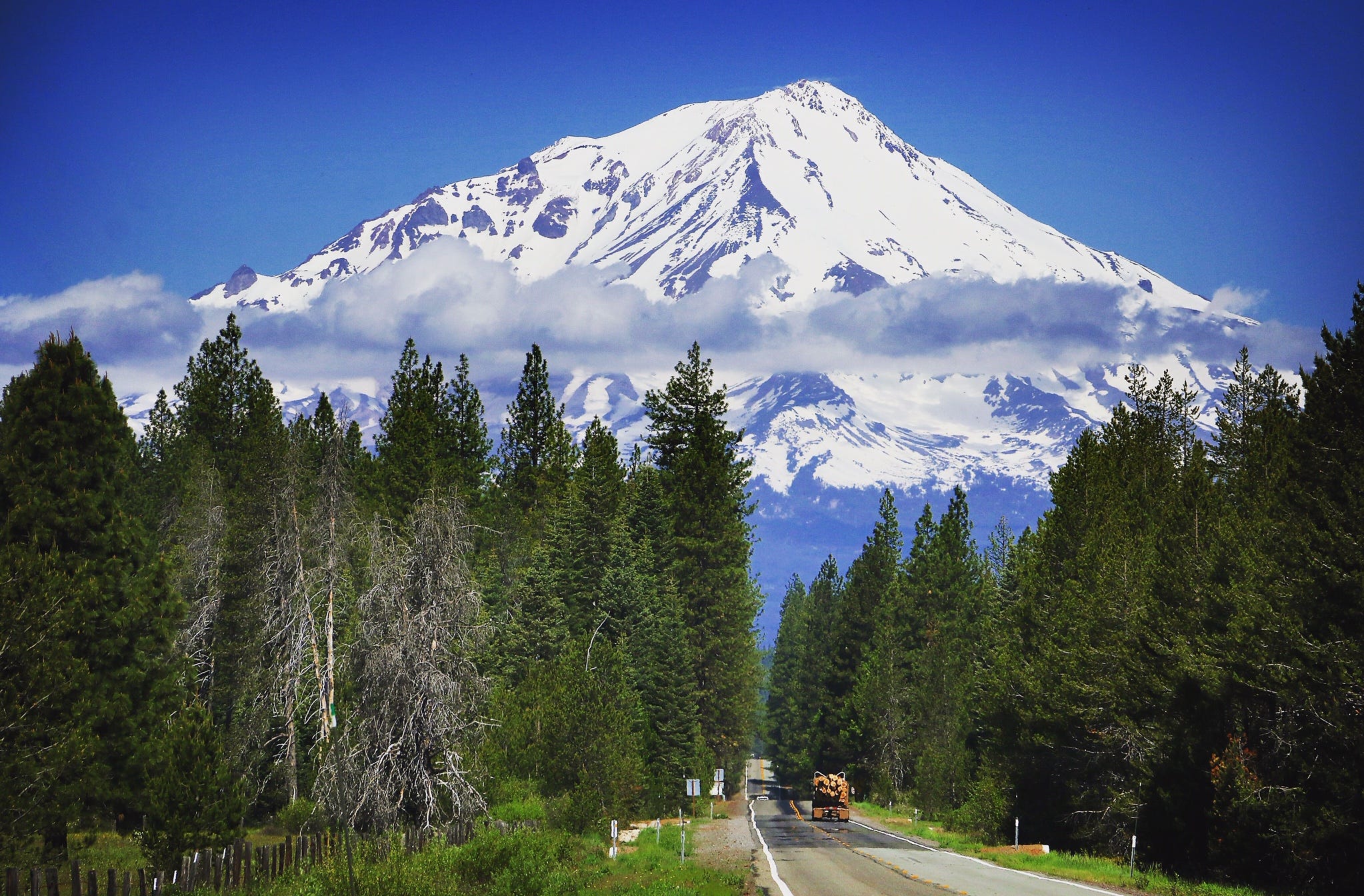 are dogs allowed in mount shasta