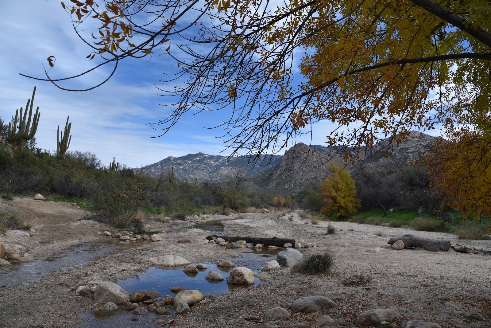 are dogs allowed at catalina state park