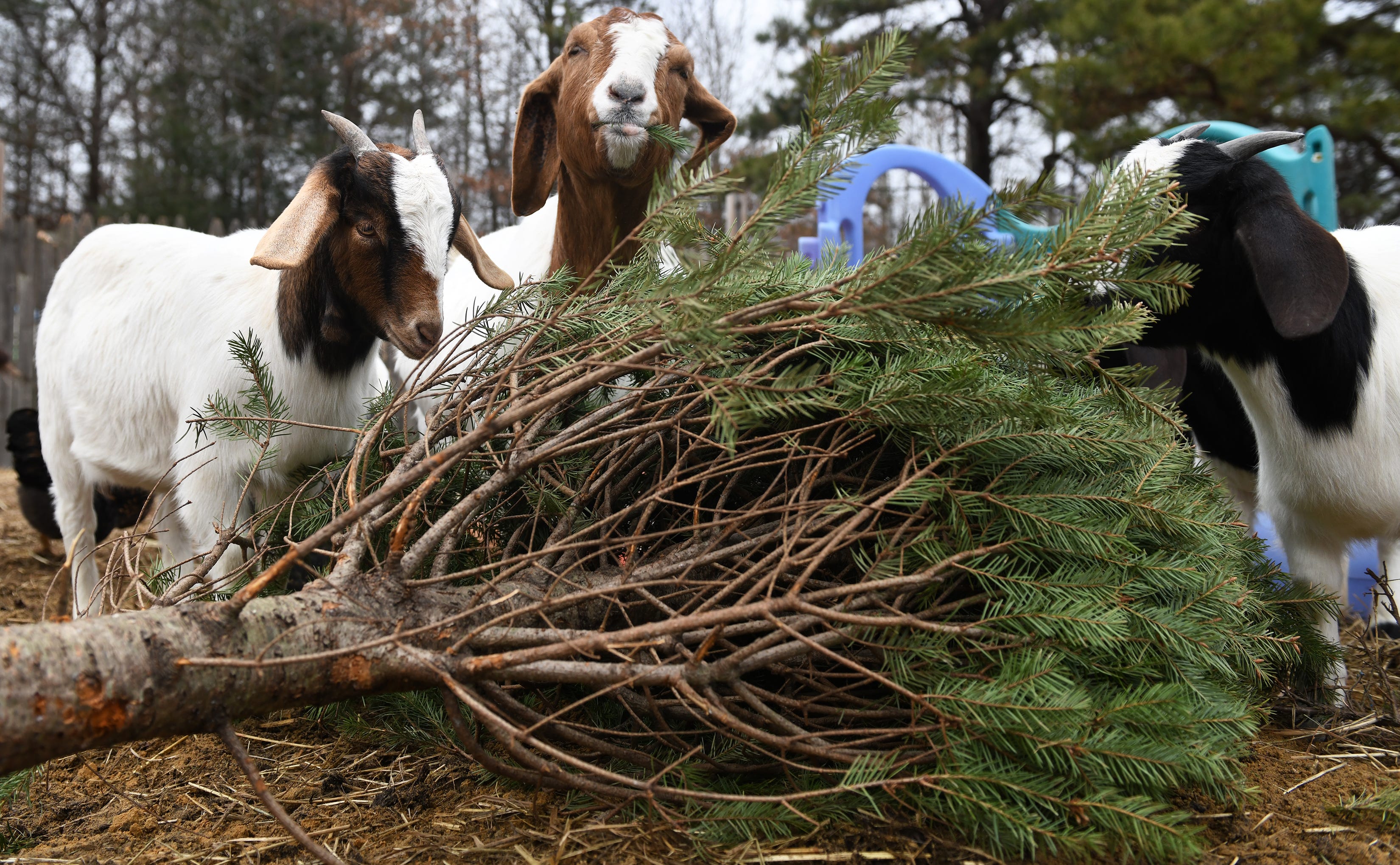 Christmas Tree Recycling: Goats At Marlton Nj Farm Make Meal Of Trees