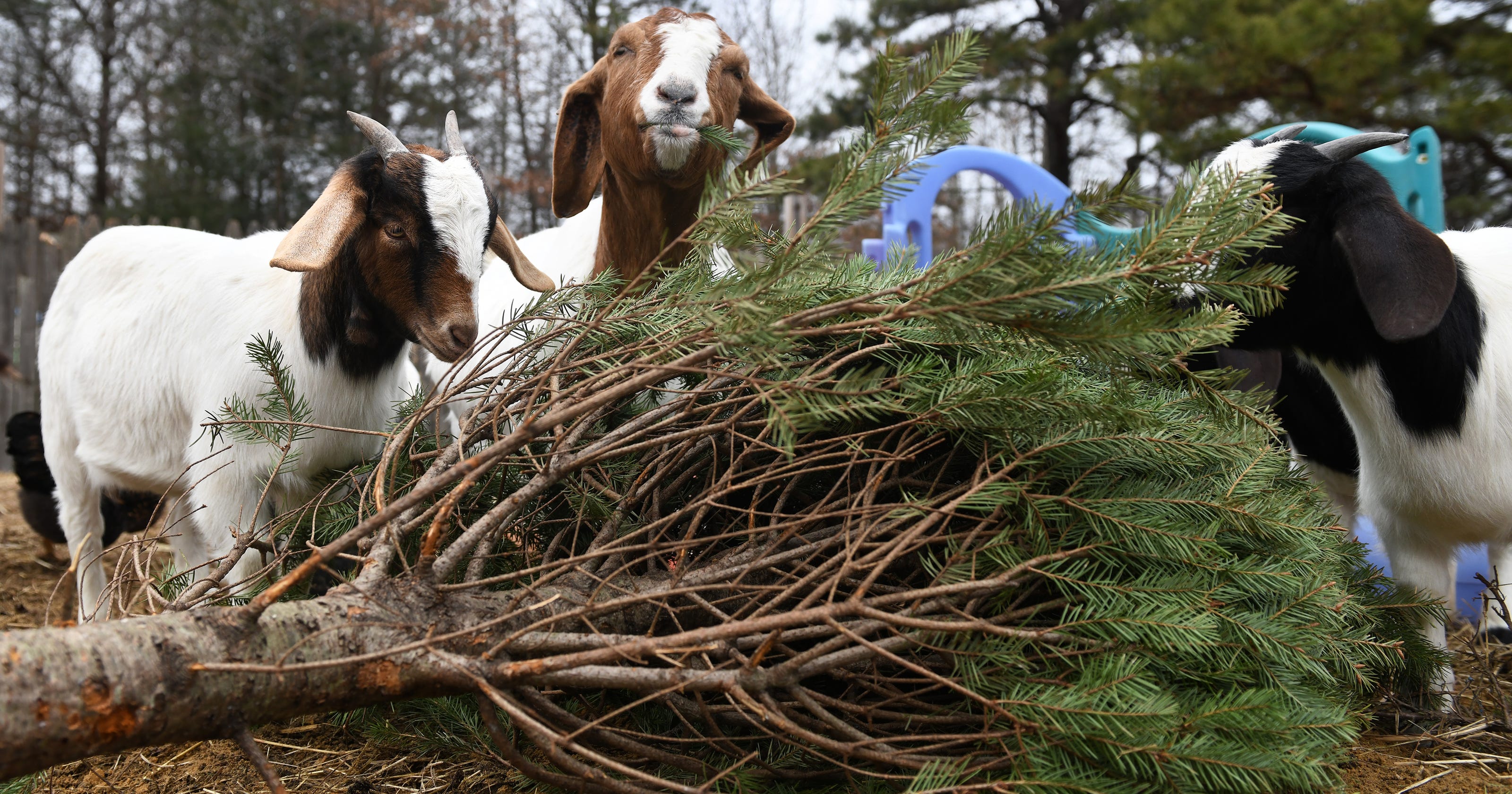 Christmas tree recycling Goats at Marlton NJ farm make meal of trees