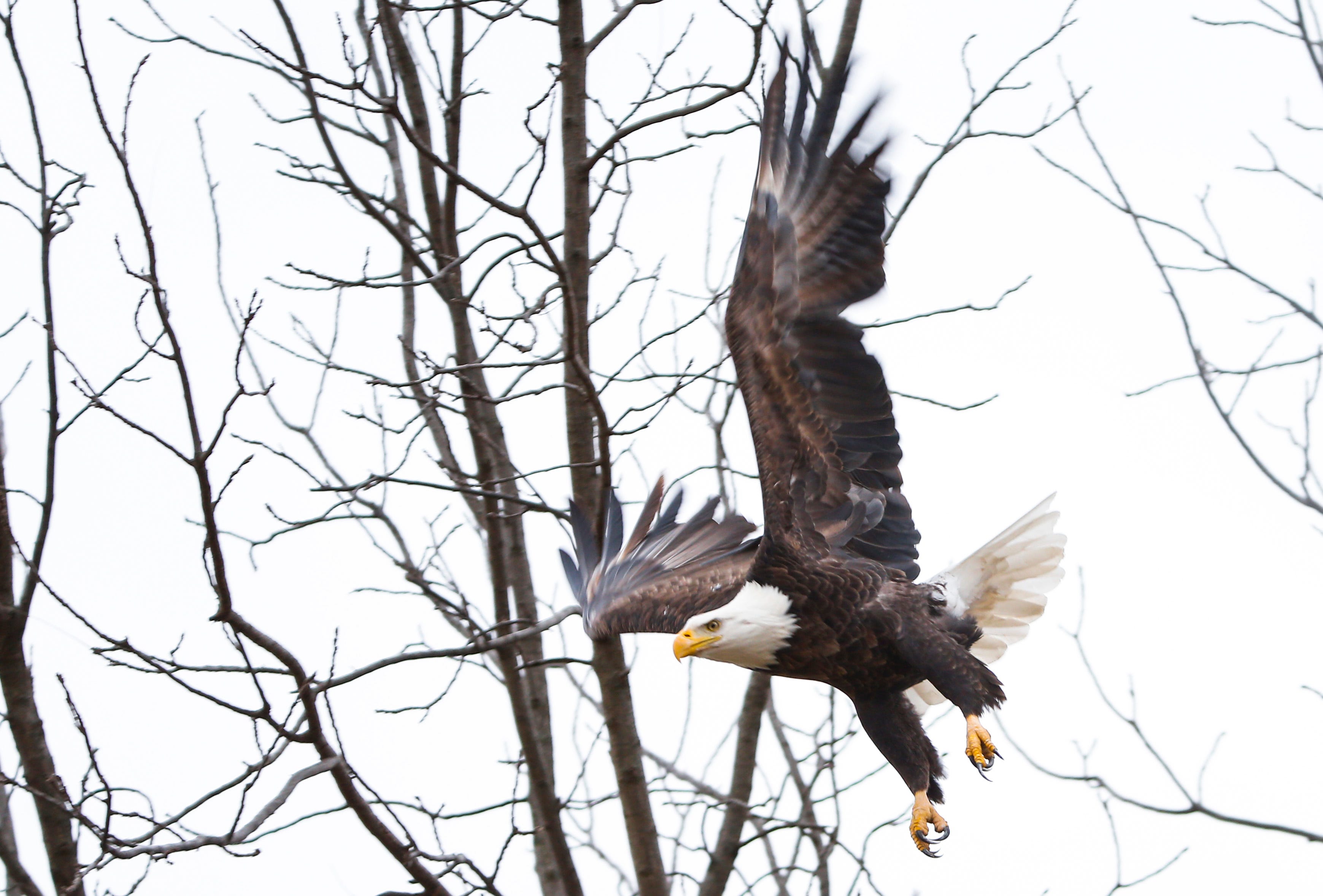 Here's where and when to see bald eagles in Missouri