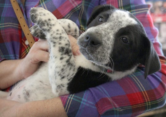28 Top Images Puppy Adoption Nashville : Golden Retriever Rescue Dog for Adoption in Nashville ...