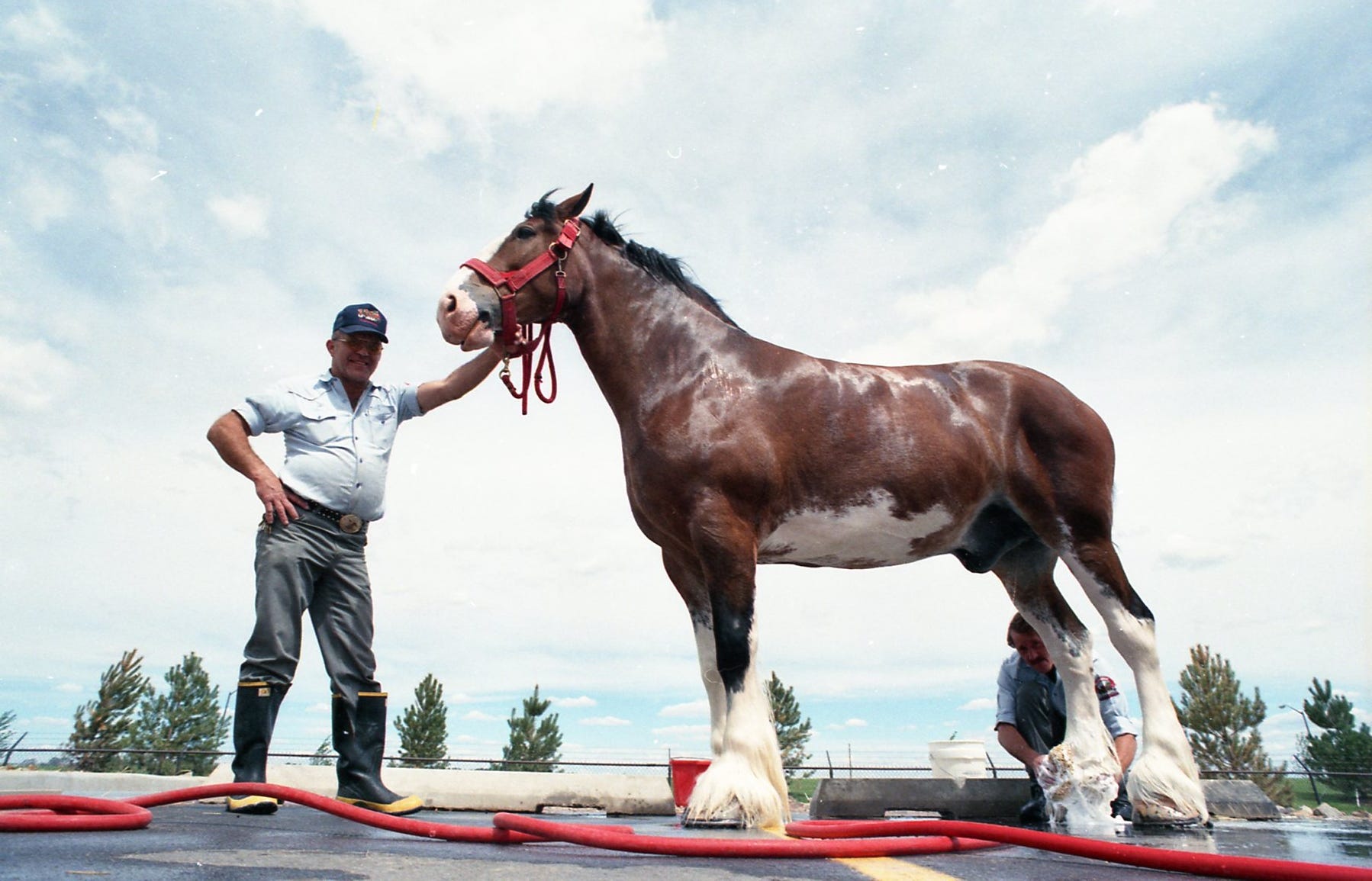 Get your picture with a Budweiser Clydesdale this summer