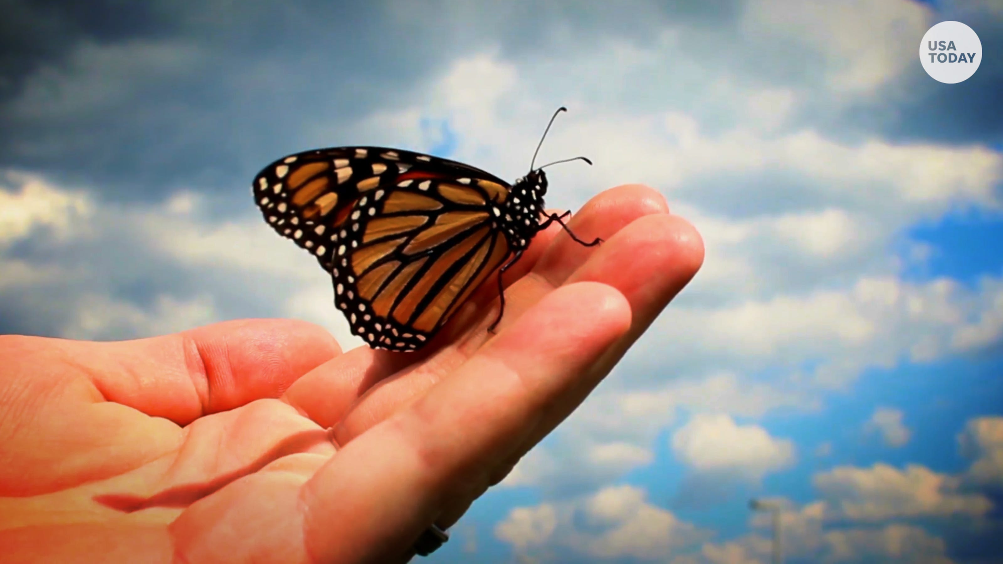 Biologists puzzled as monarch butterfly population plummets in California