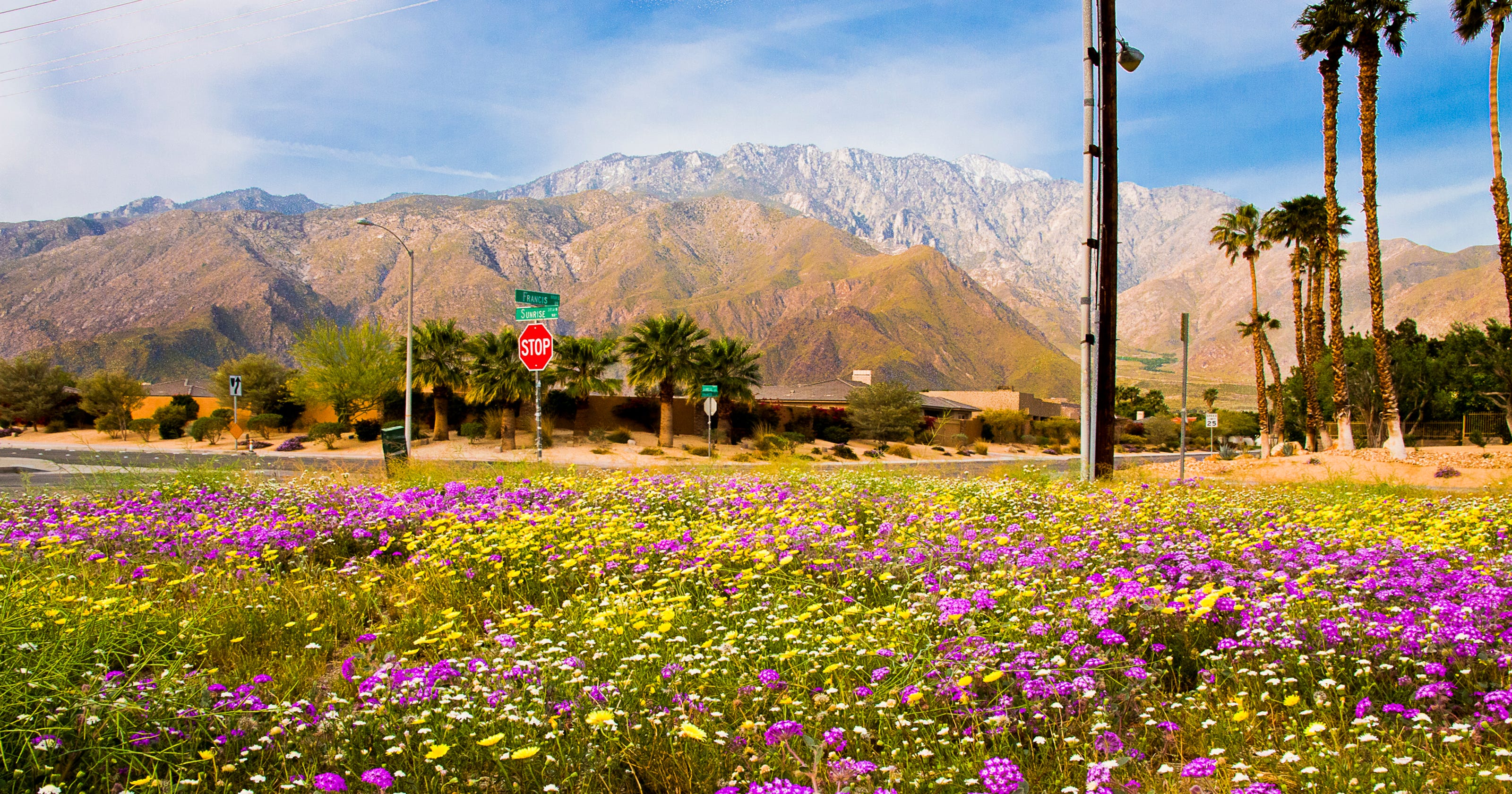 Wildflowers are already blooming in the Palm Springs area. Here's where