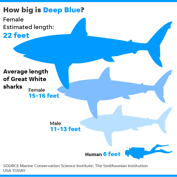 deep blue shark age