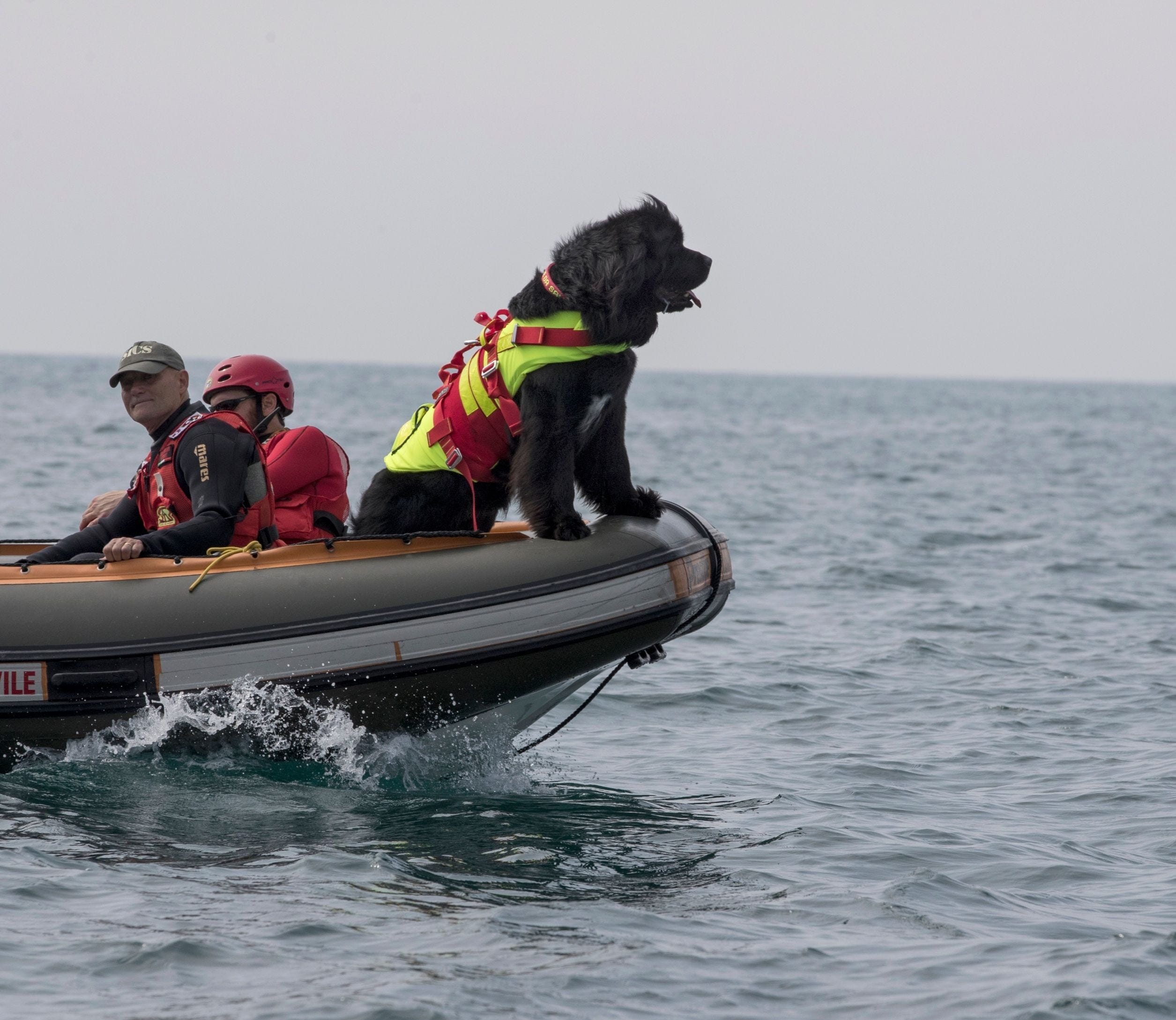 coast guard newfoundland dog