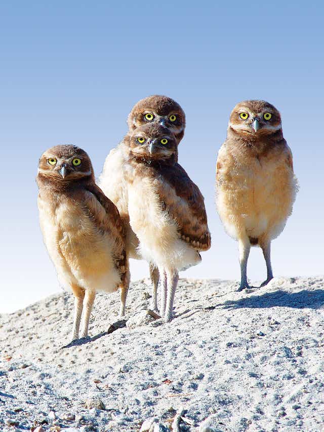 Burrowing Owls Find Their Own Way To Stay Cool In California Desert