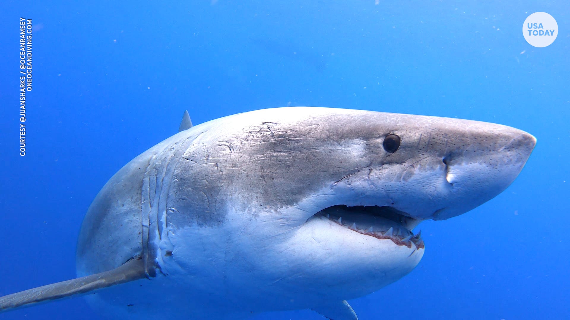 Shark Attacks Took Unusual Dive In 2018