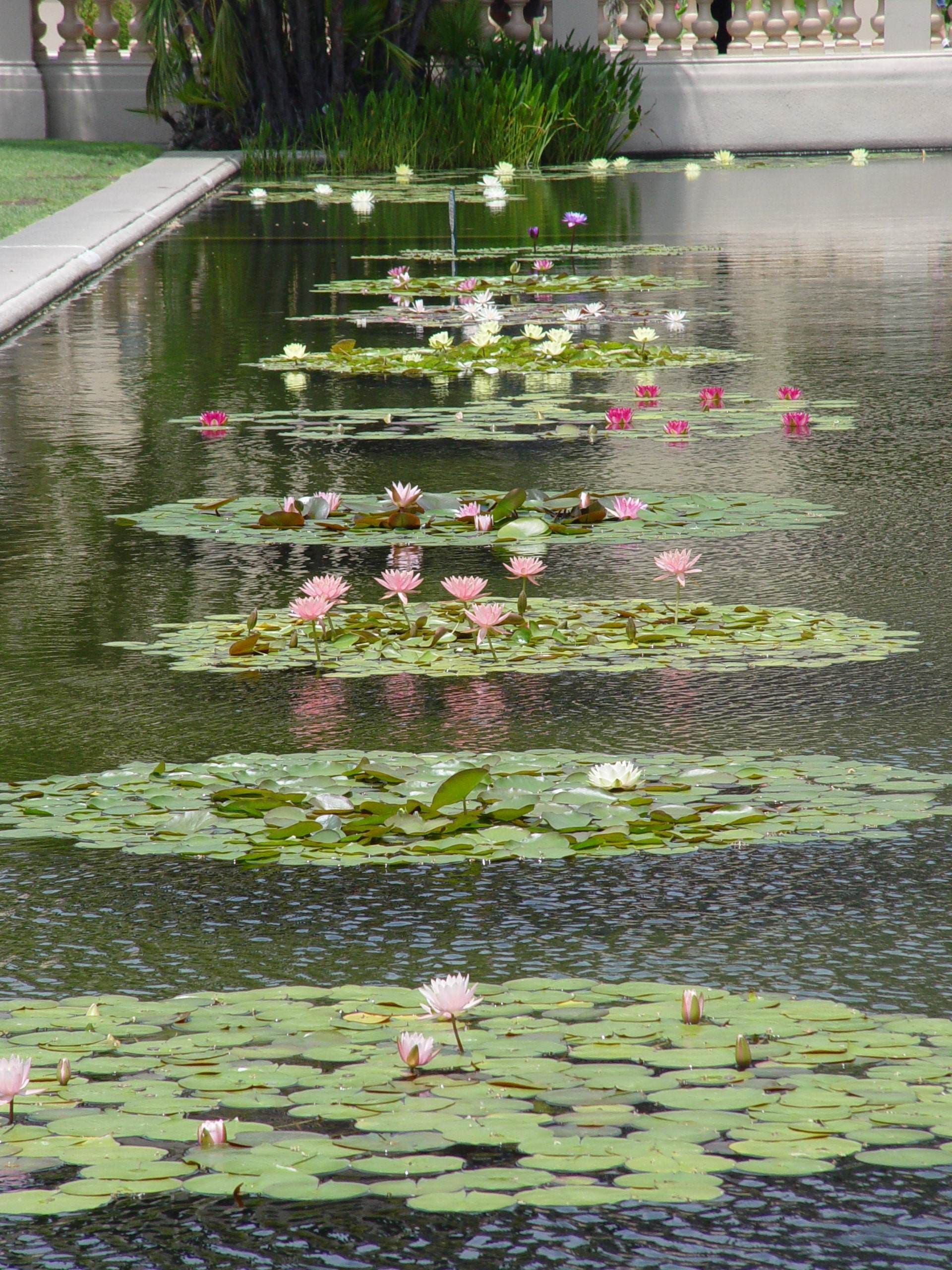 Desert Gardening Wild About Water Lilies