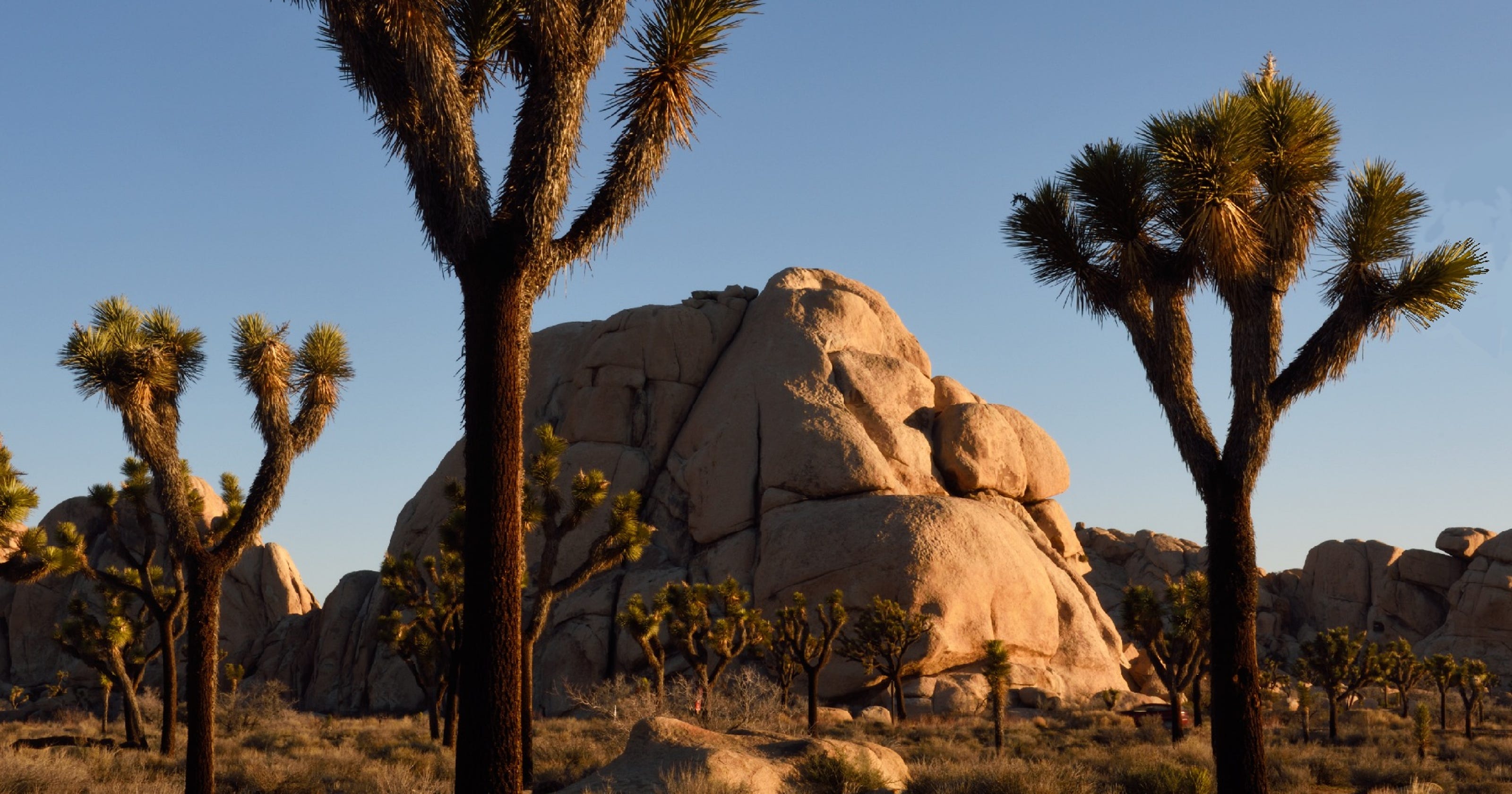 Joshua Tree National Park sets record; wildflowers make for busy March