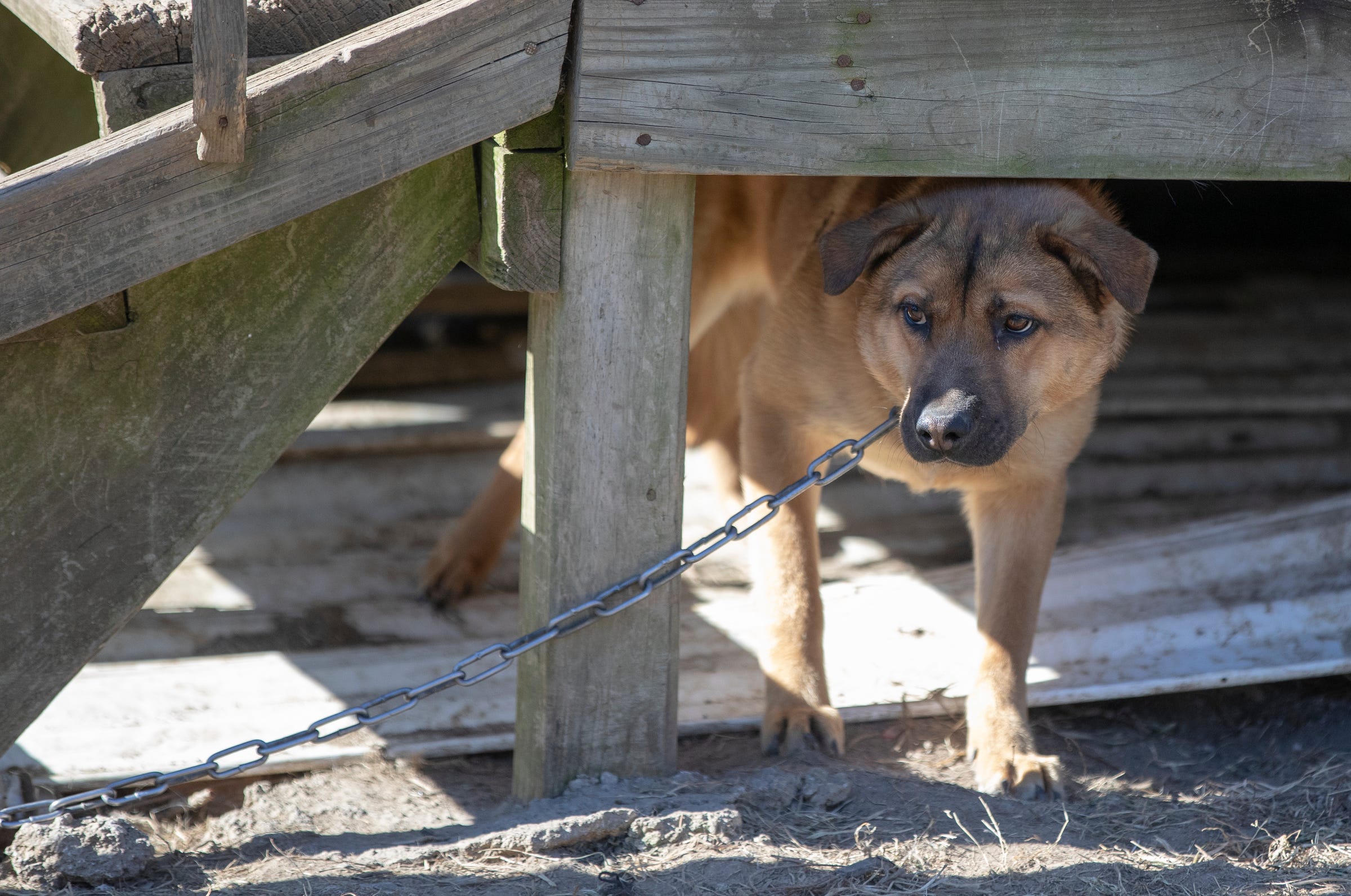 is it animal abuse to leave your dog outside