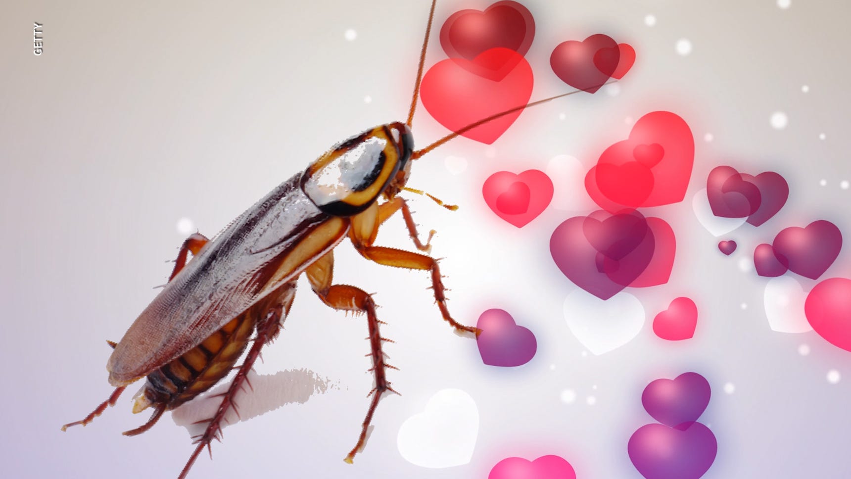 El Paso Zoo name a cockroach after ex returns for Valentine's Day