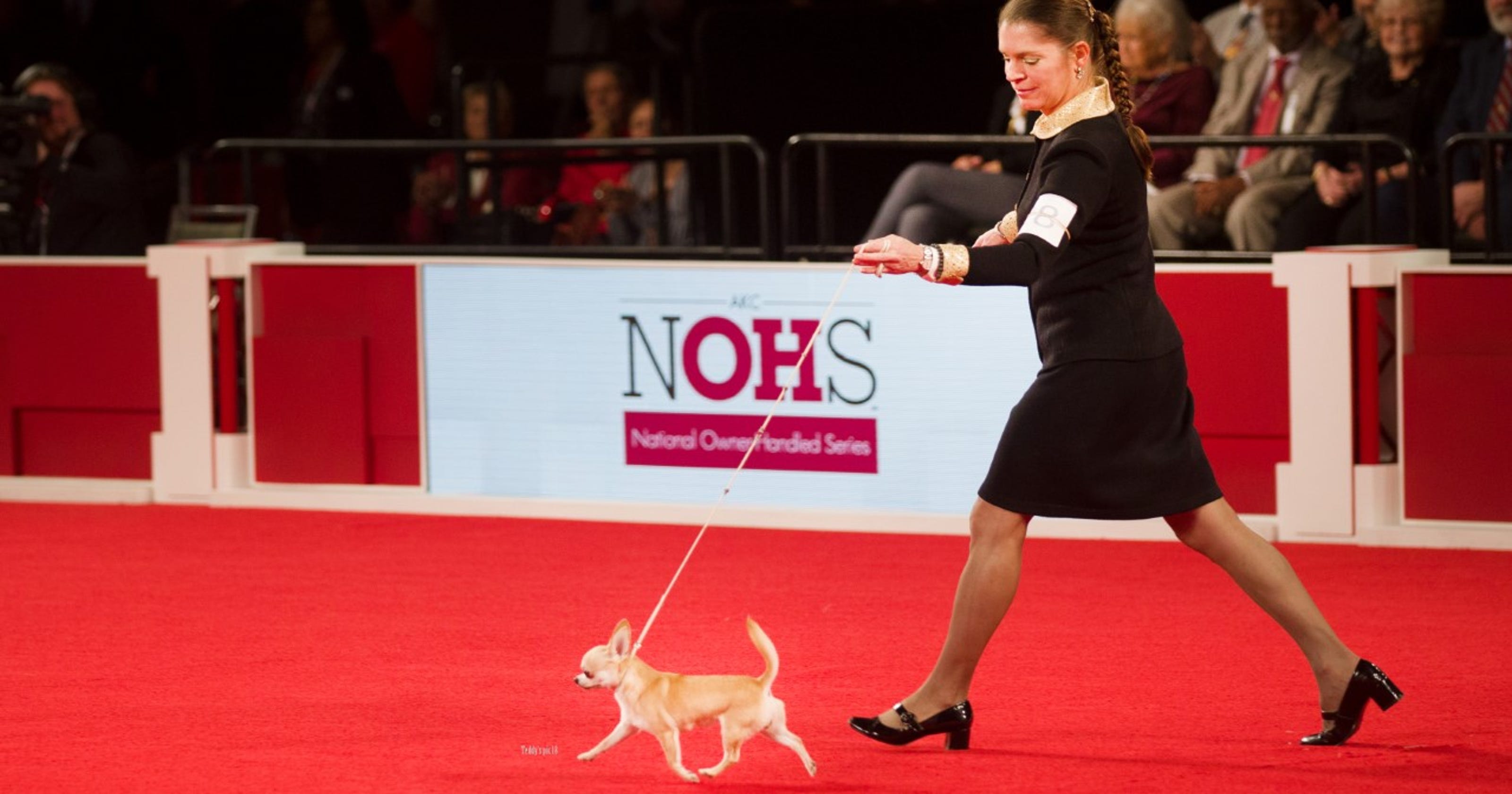 2019 Westminster dog show: Delaware Chihuahua wins best of ...