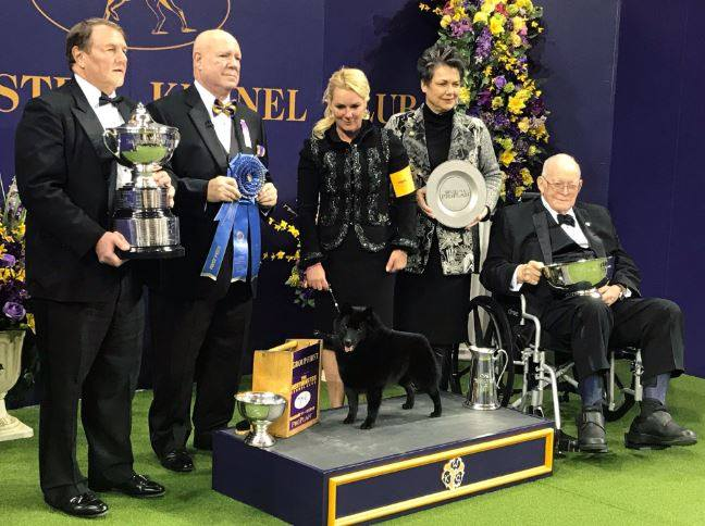 what happened to the schipperke at westminster dogshow