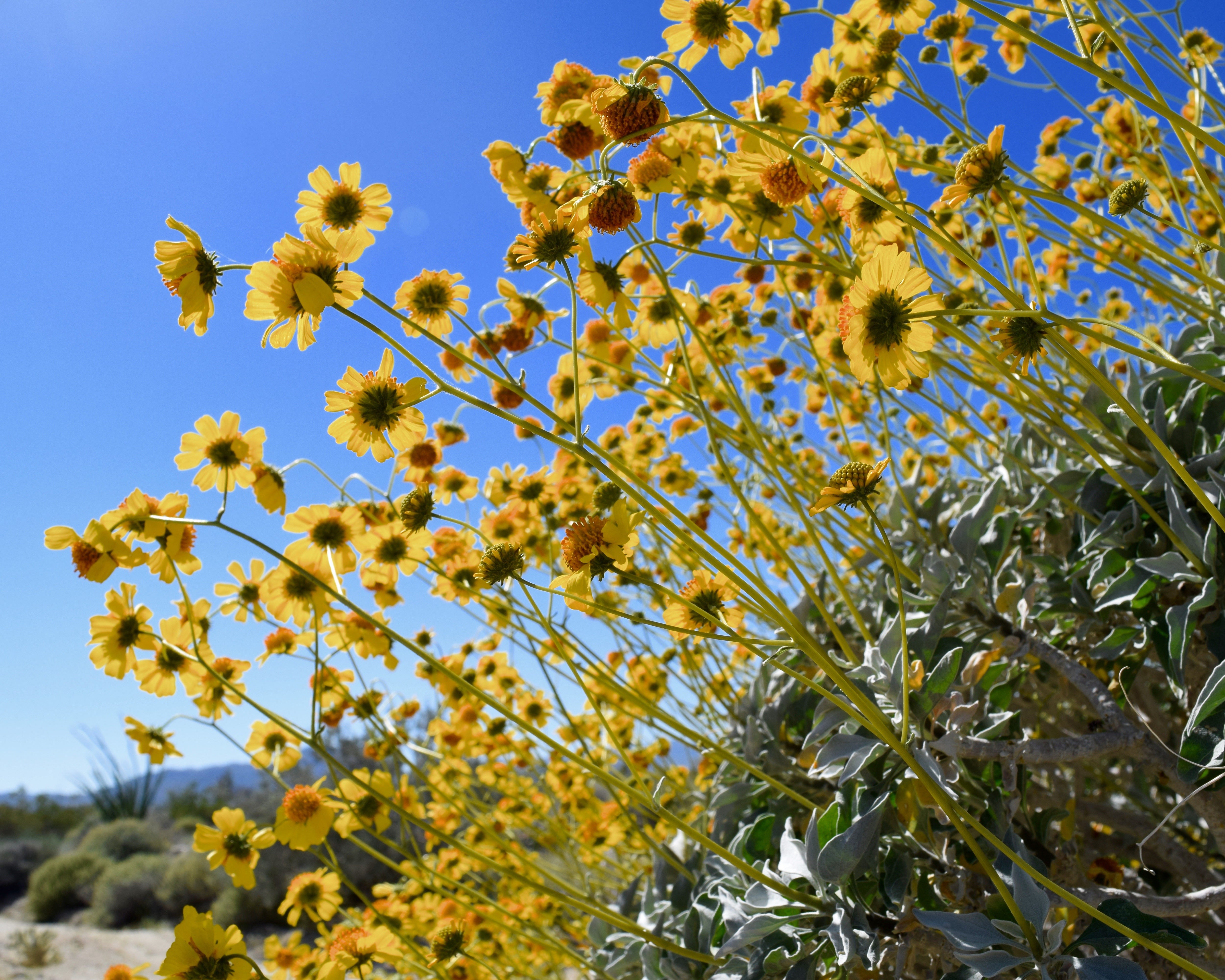 What is a 'super bloom' and how does it happen?