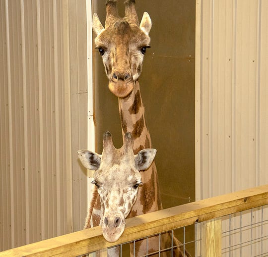 Animal Adventure Reveals New Giraffe On Tajiri Live Stream