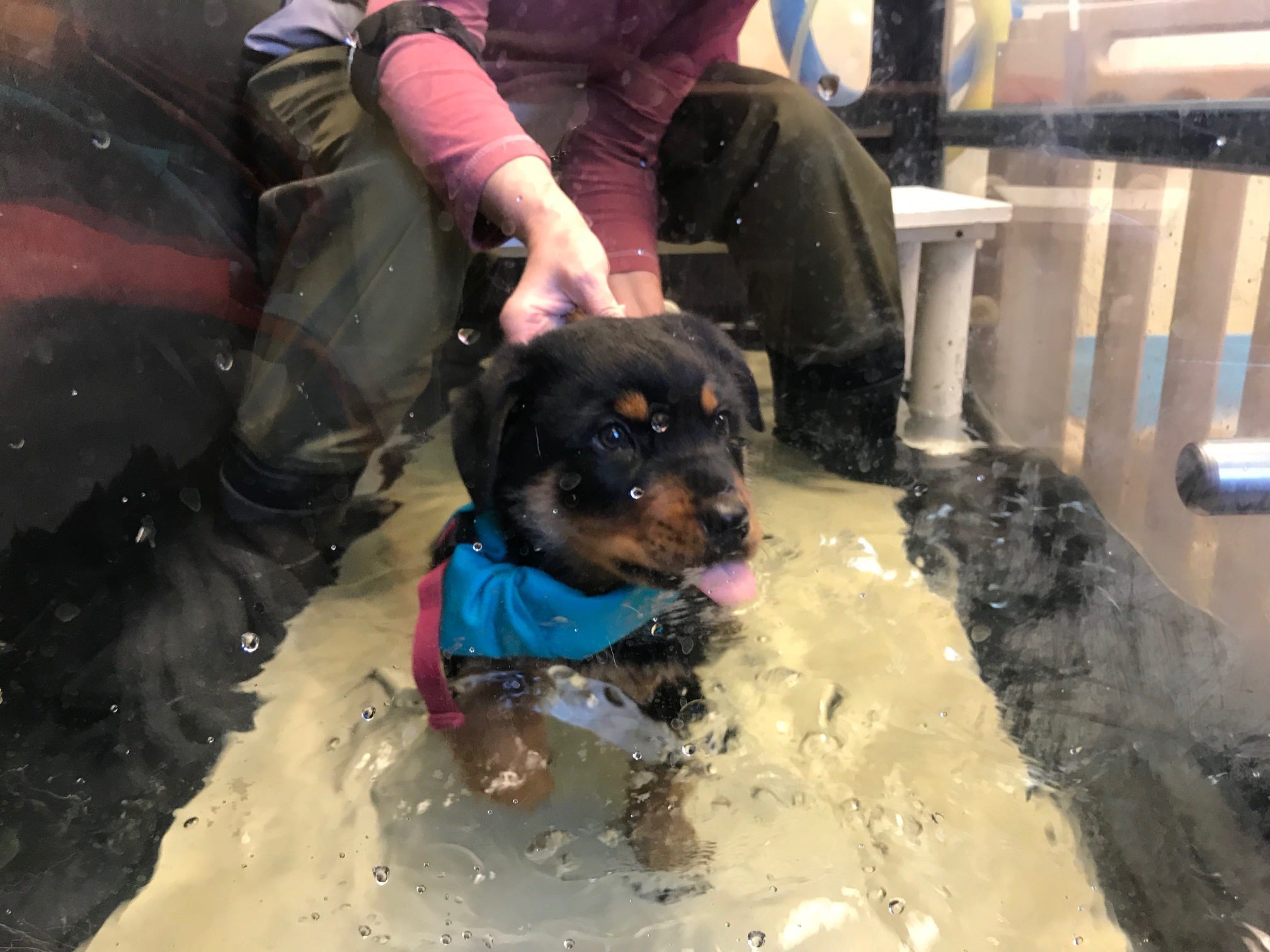 9 week rottweiler puppy