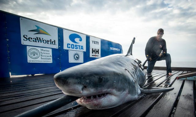 Ocearch Sharks That Have Pinged In Florida Since January 19 Photos