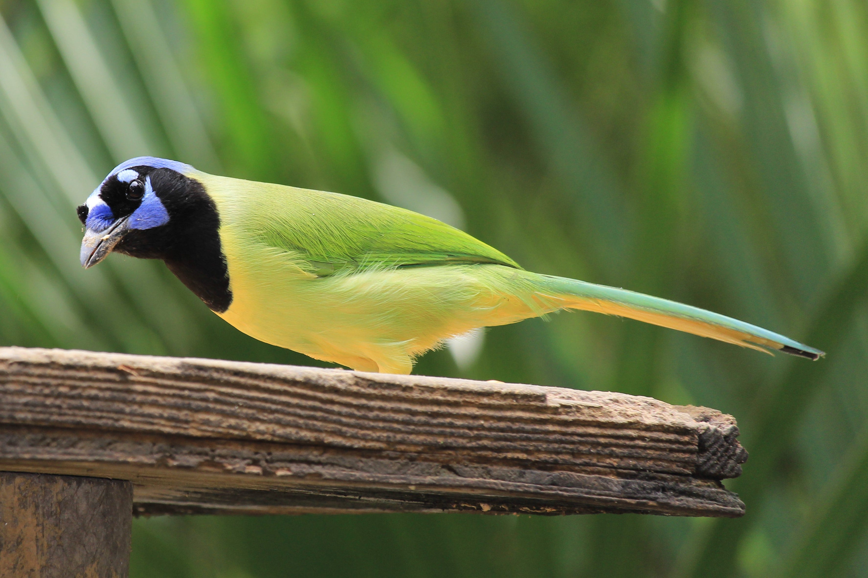 Colorful Birds Were Once Known As Rio Grande Jays