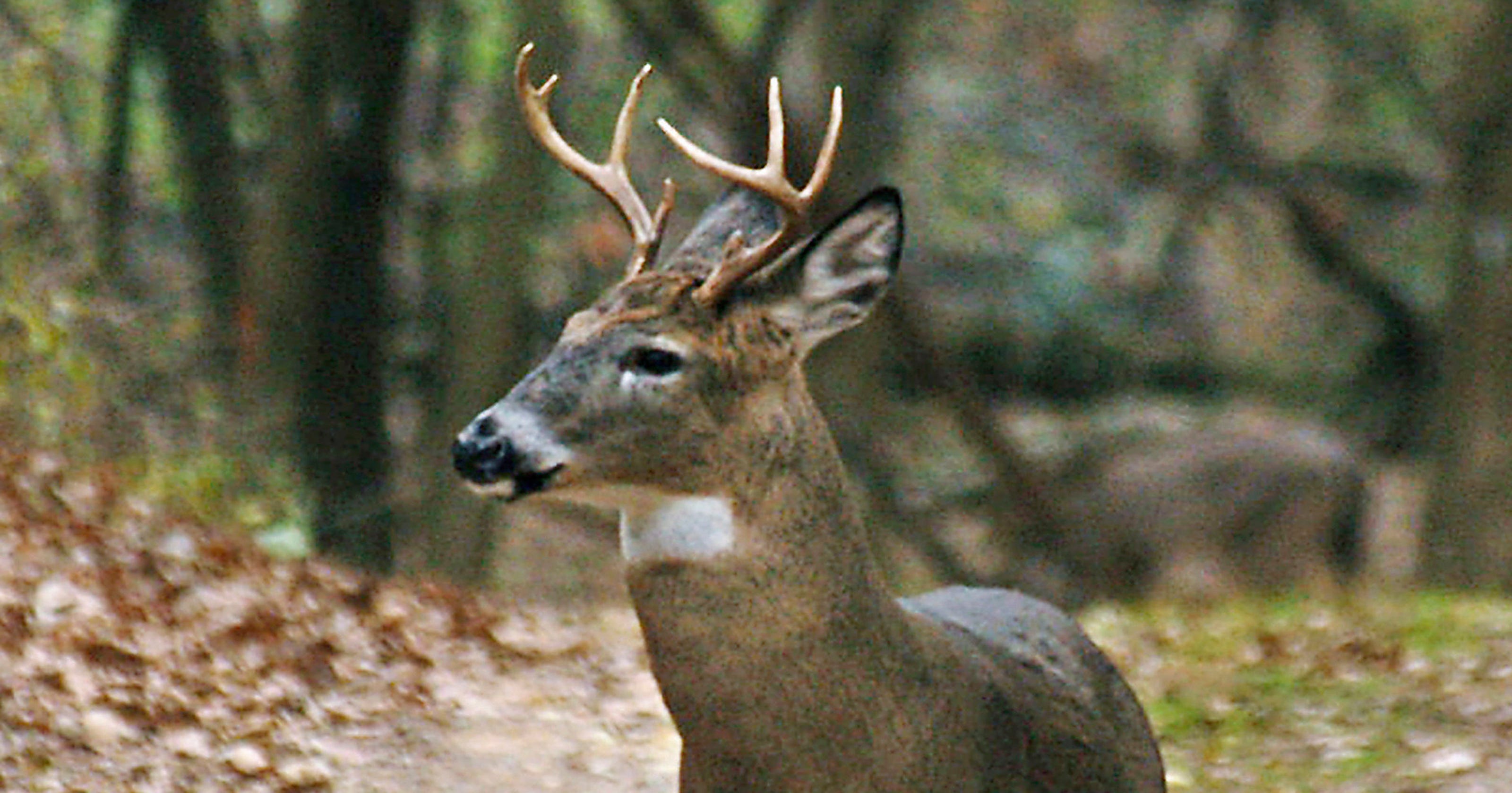 Zombie Deer Chronic Wasting Disease Spreads Could Affect Humans 