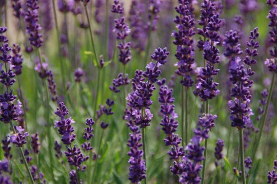 The Hoosier Gardener: Gardeners love lavender for scent, flavor