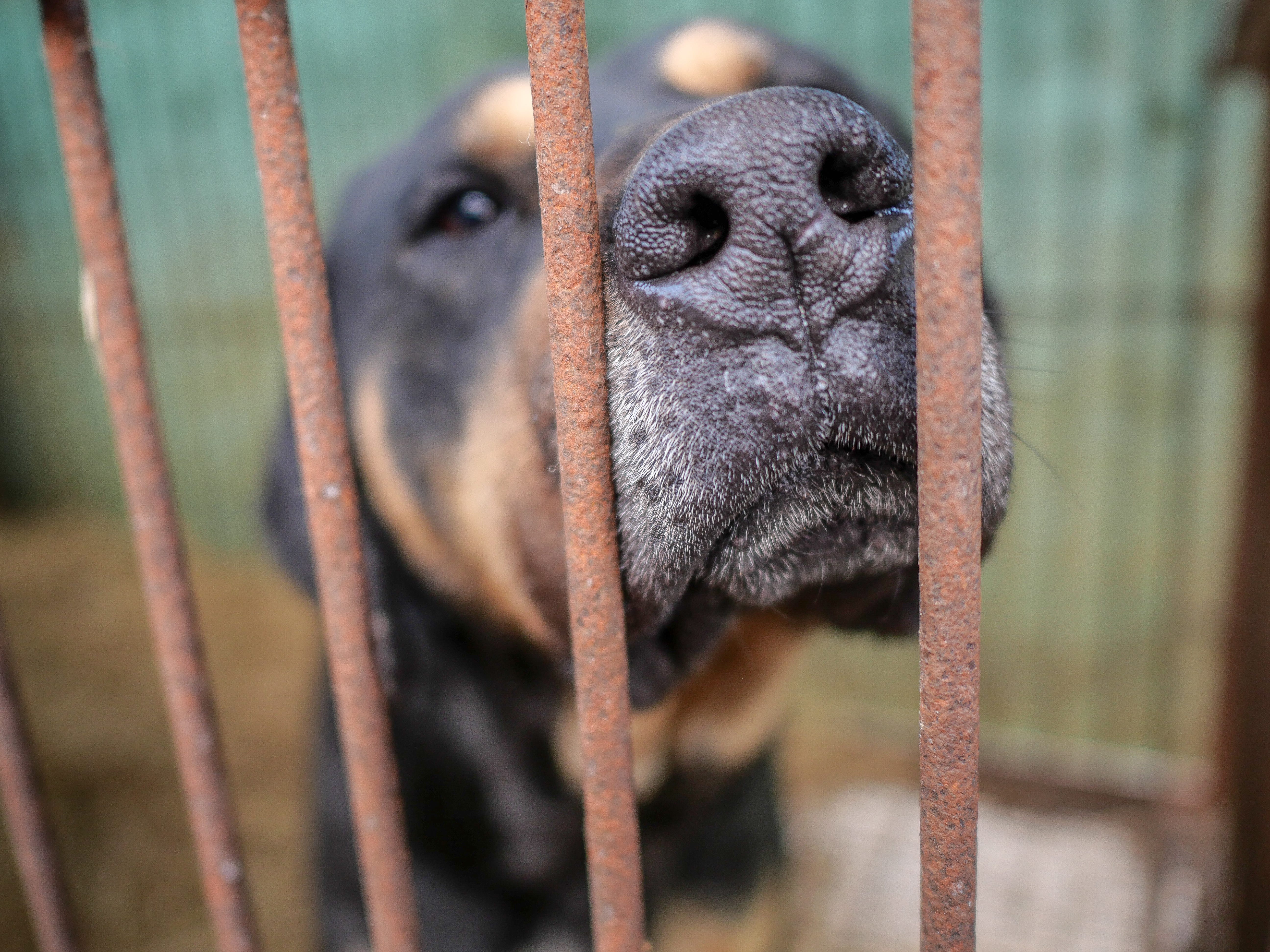 is it illegal to eat dog in the philippines