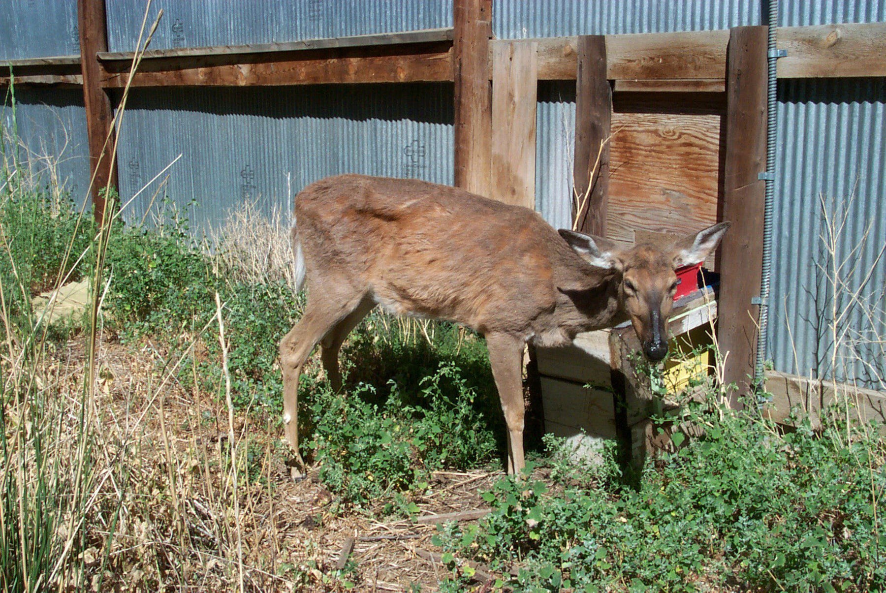 More Cases Of CWD Found: Here's What We Know.