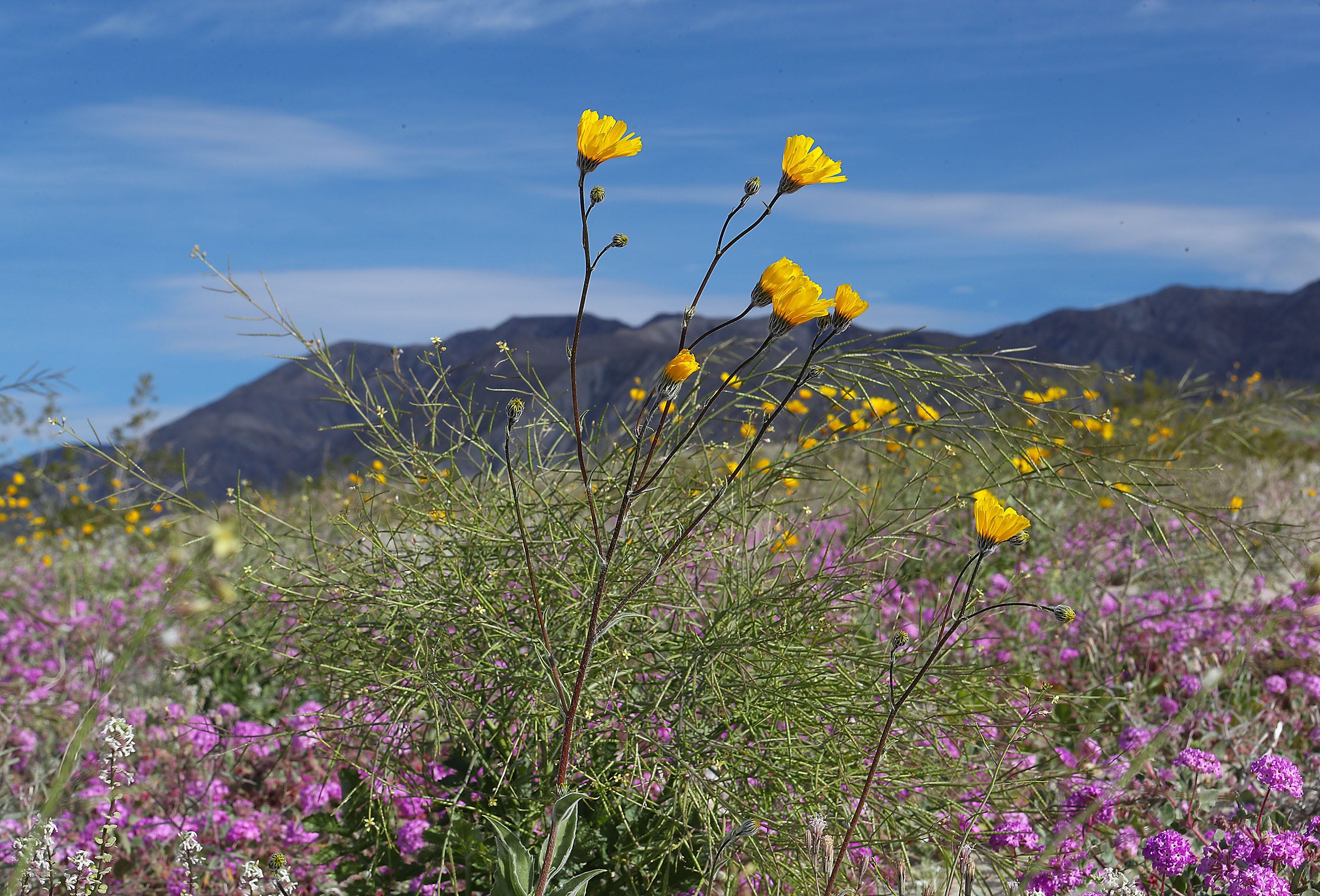 Super Bloom: 5 Top Spots To See Wildflowers In California And Mexico