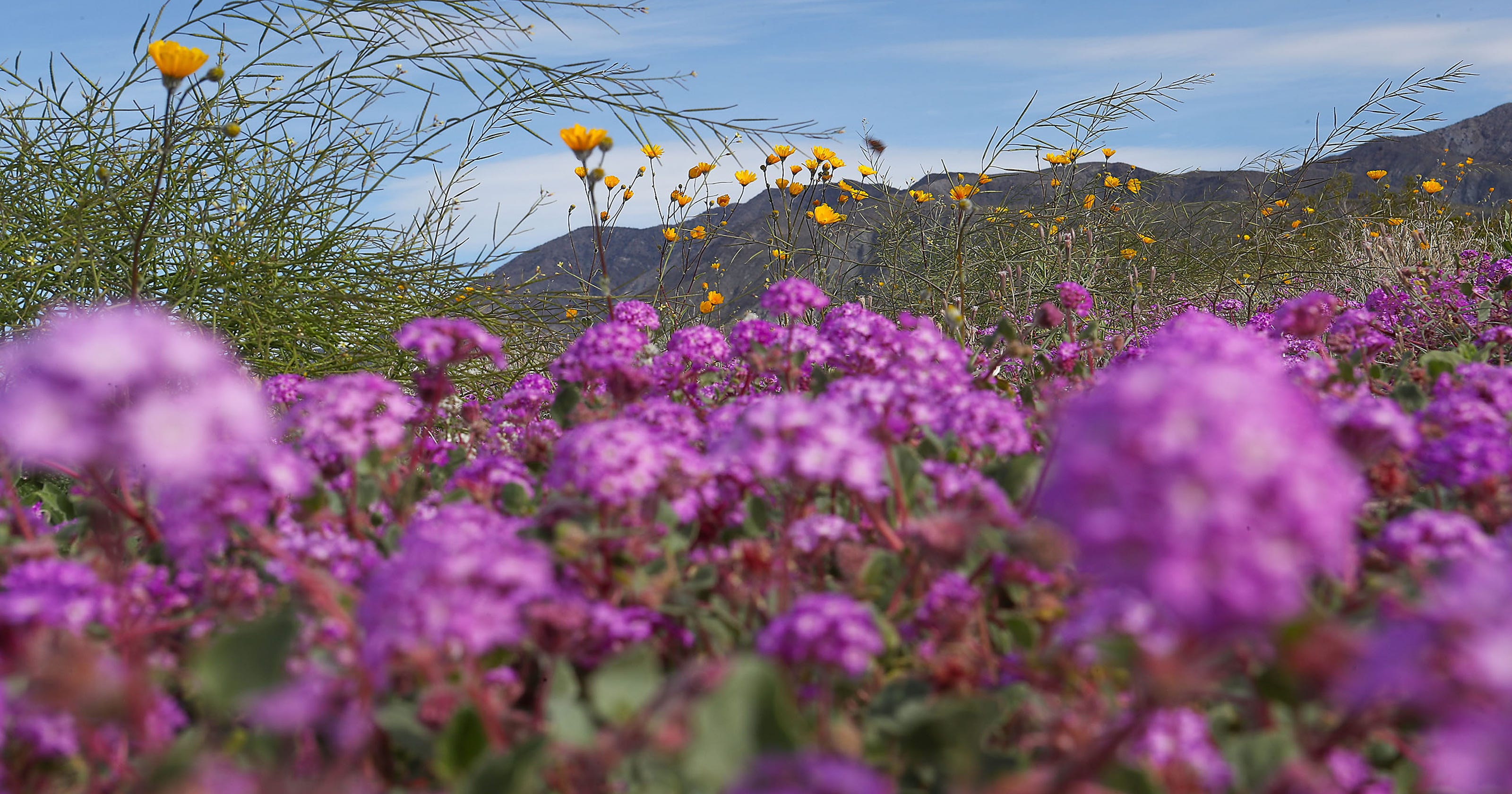 Super bloom guide Where and when to see the wildflowers in California