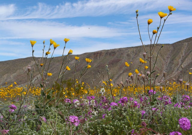 Wildflower Super Bloom In The Desert Near Borrego Springs