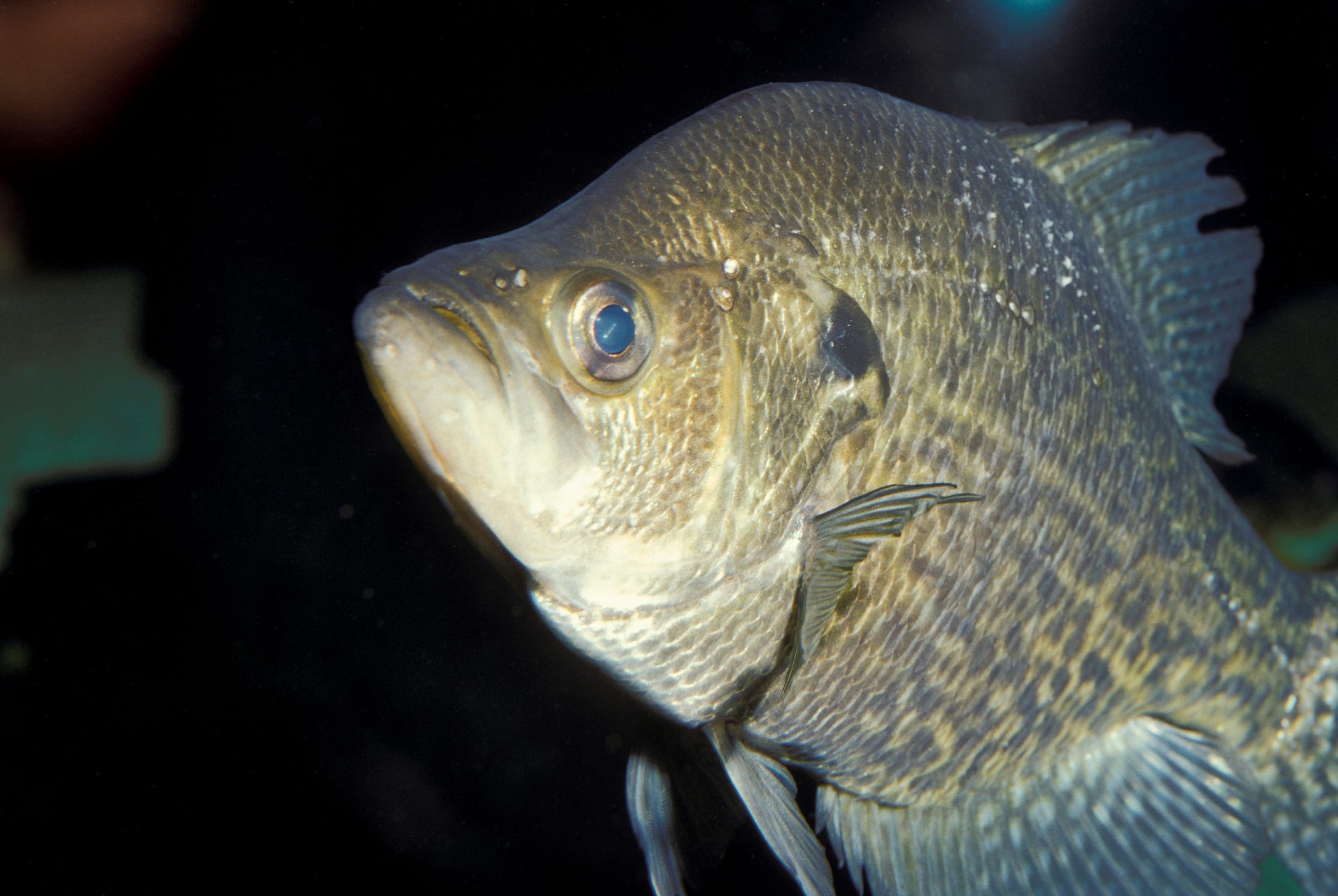 fishing planet white crappie texas