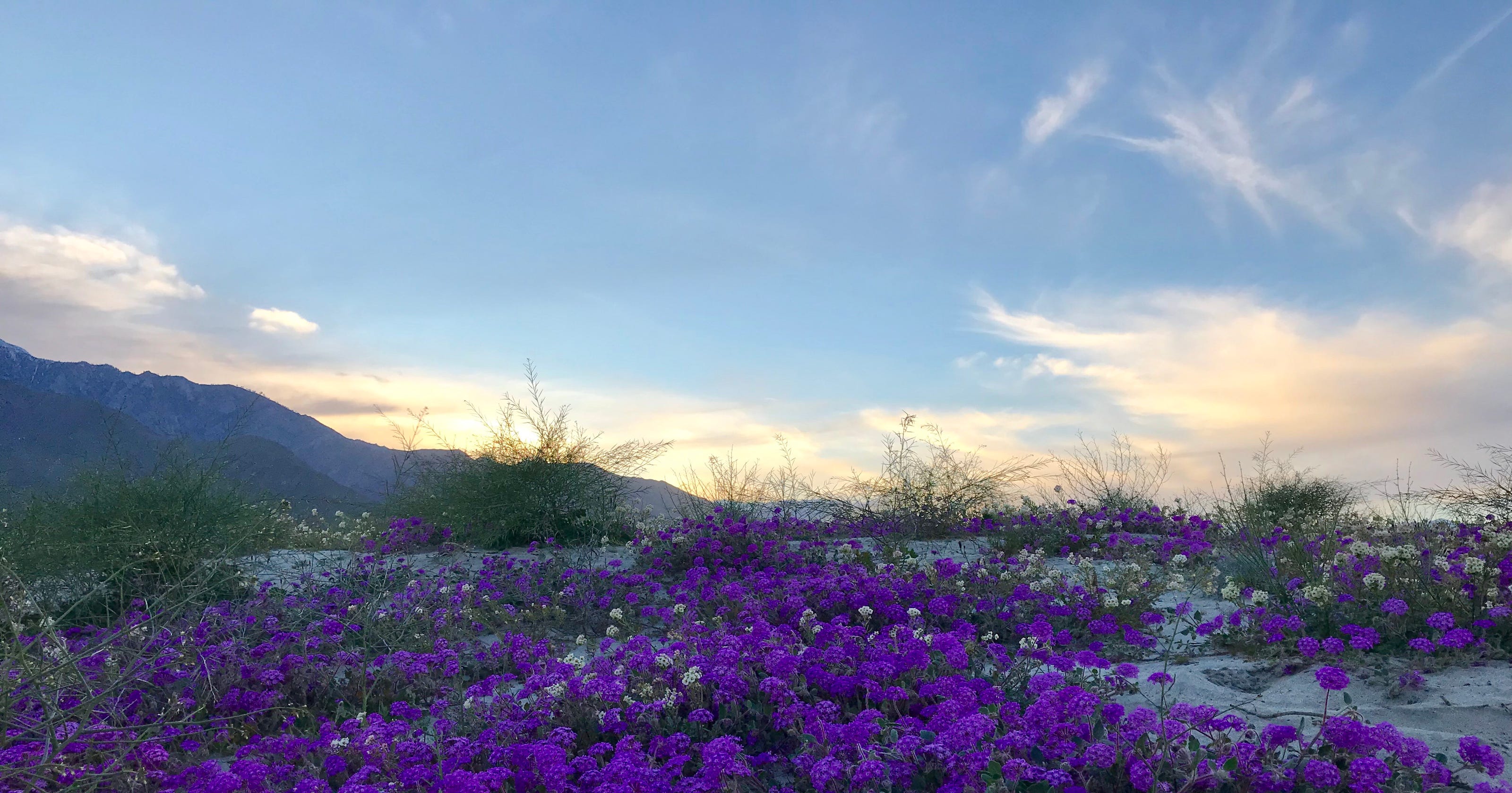 Here's a lazy guide to the wildflower super bloom in Palm Springs