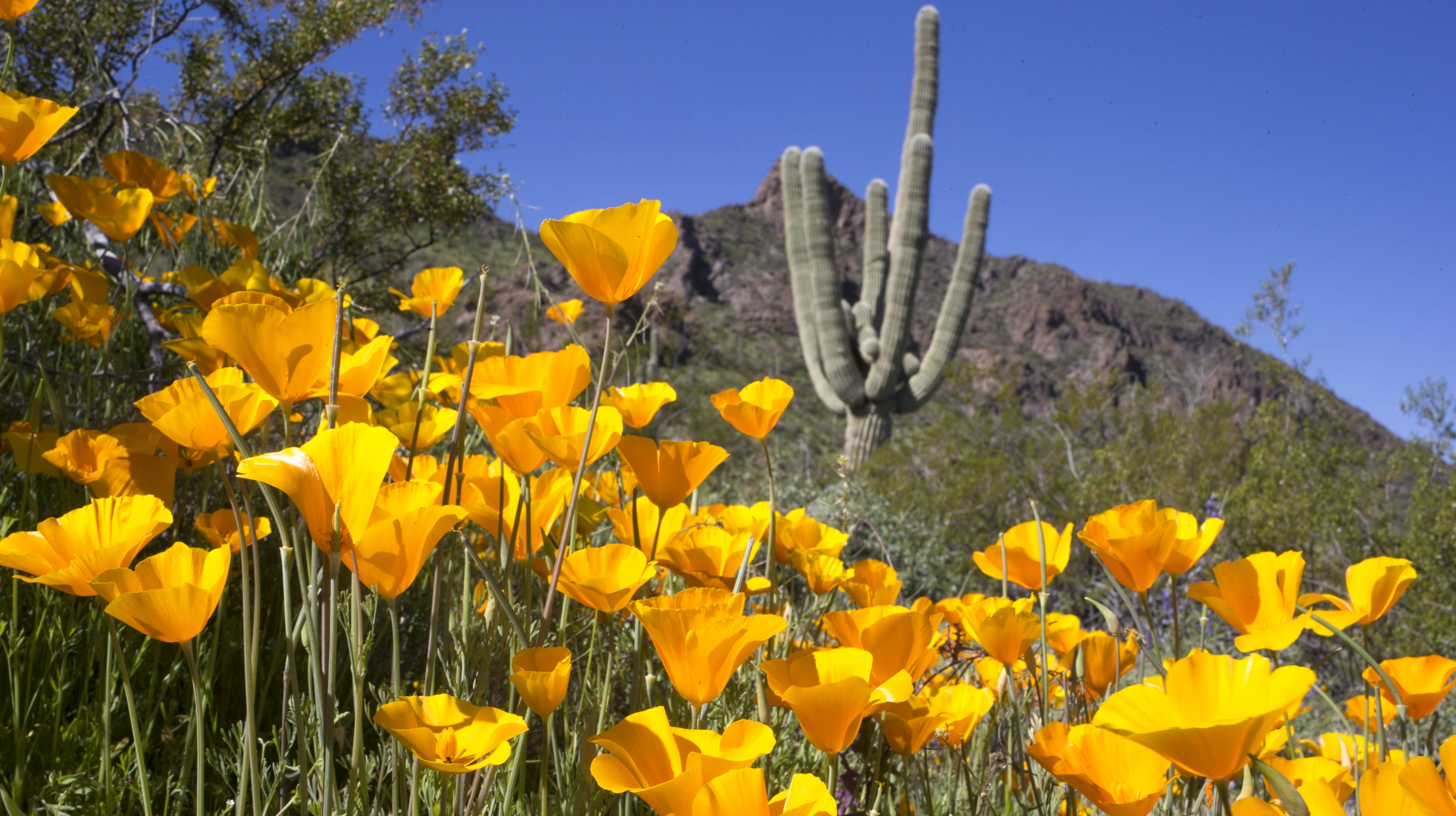 Super bloom Where to find wildflowers in Arizona