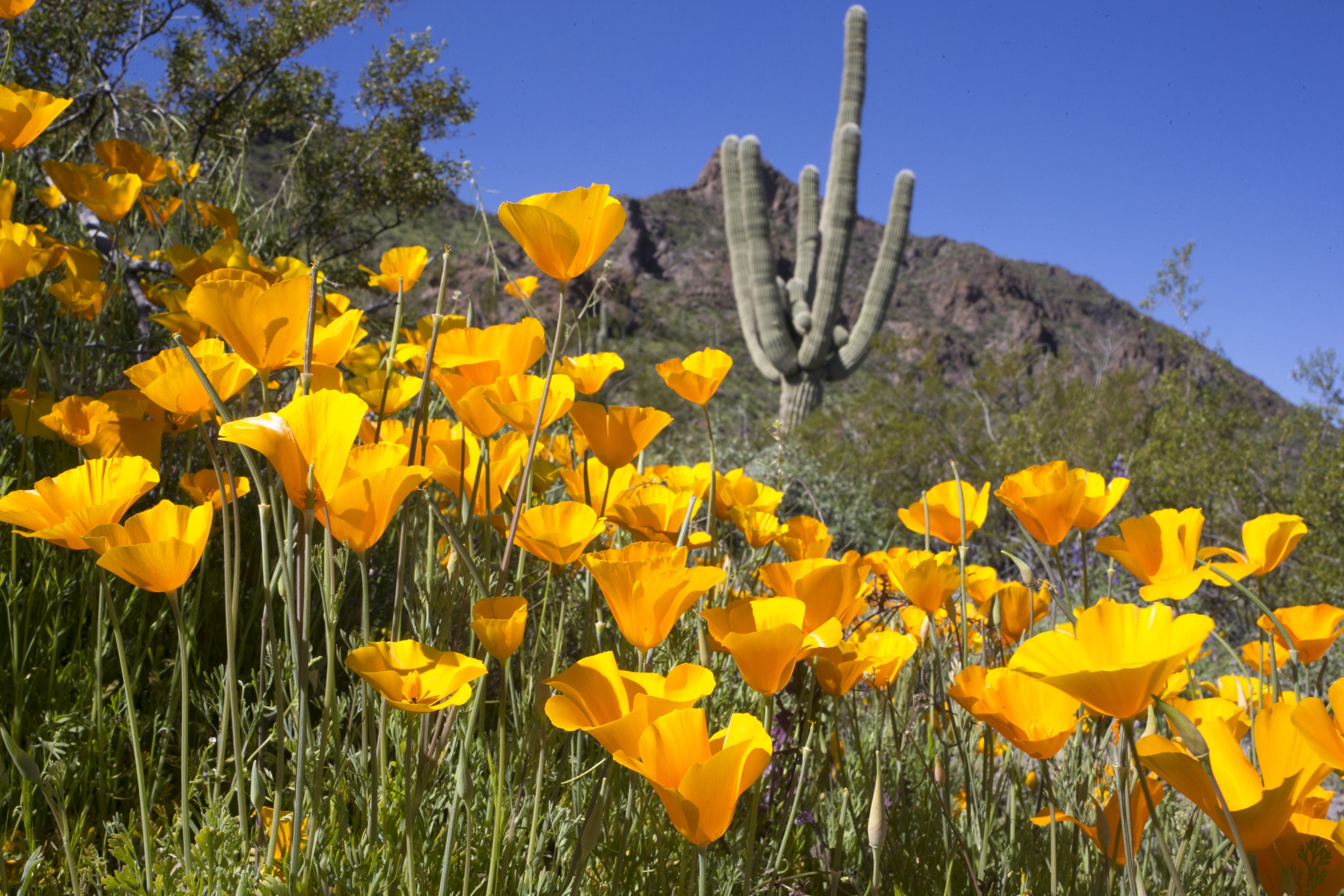 Common Arizona wildflowers What to look for when the desert blooms