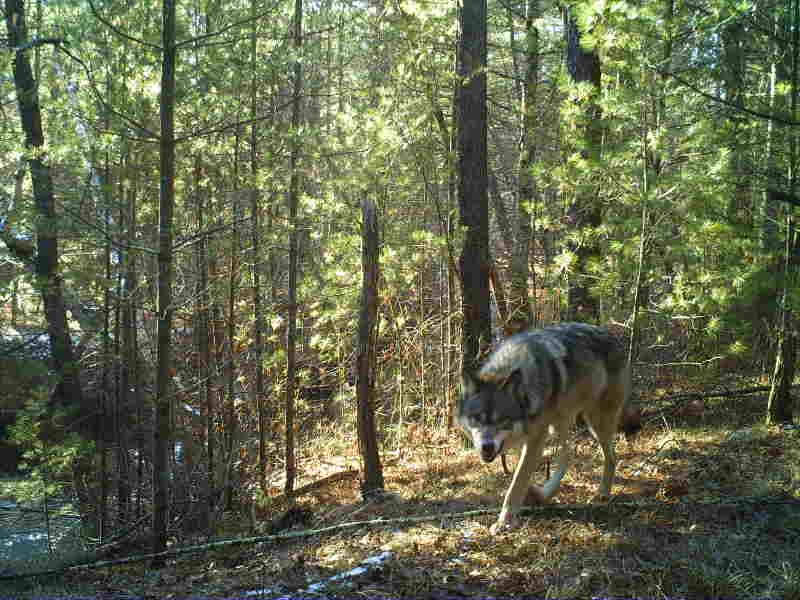 Wisconsin Wolf Population Similar To Two Previous Years, DNR Says