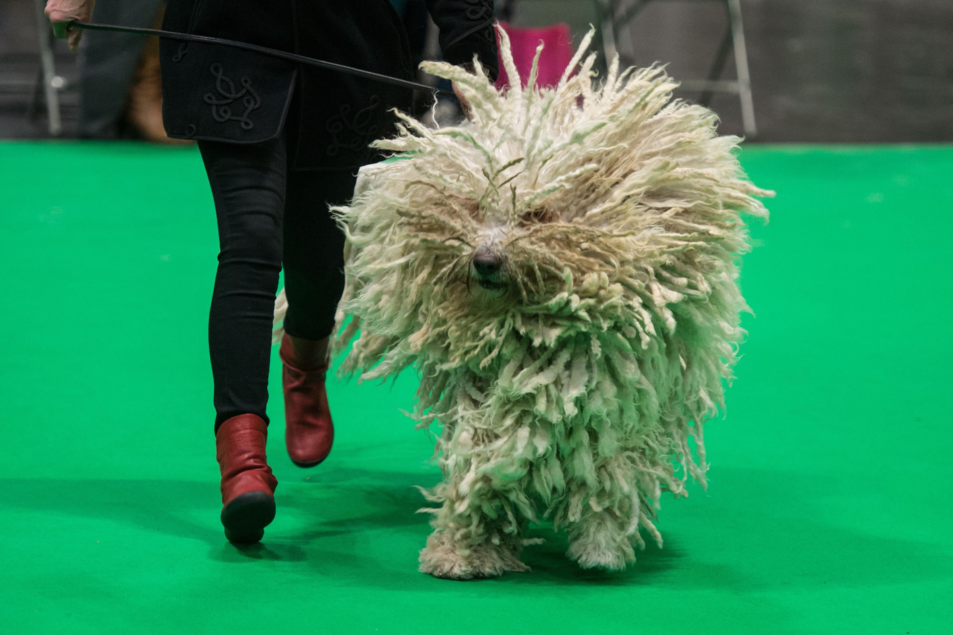 what day is hound day at crufts