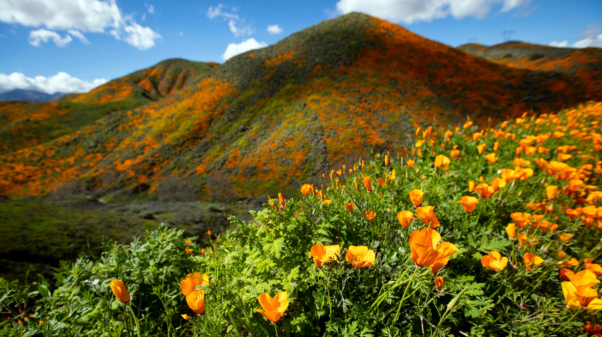 LAX airport Super bloom of flowers next to runways