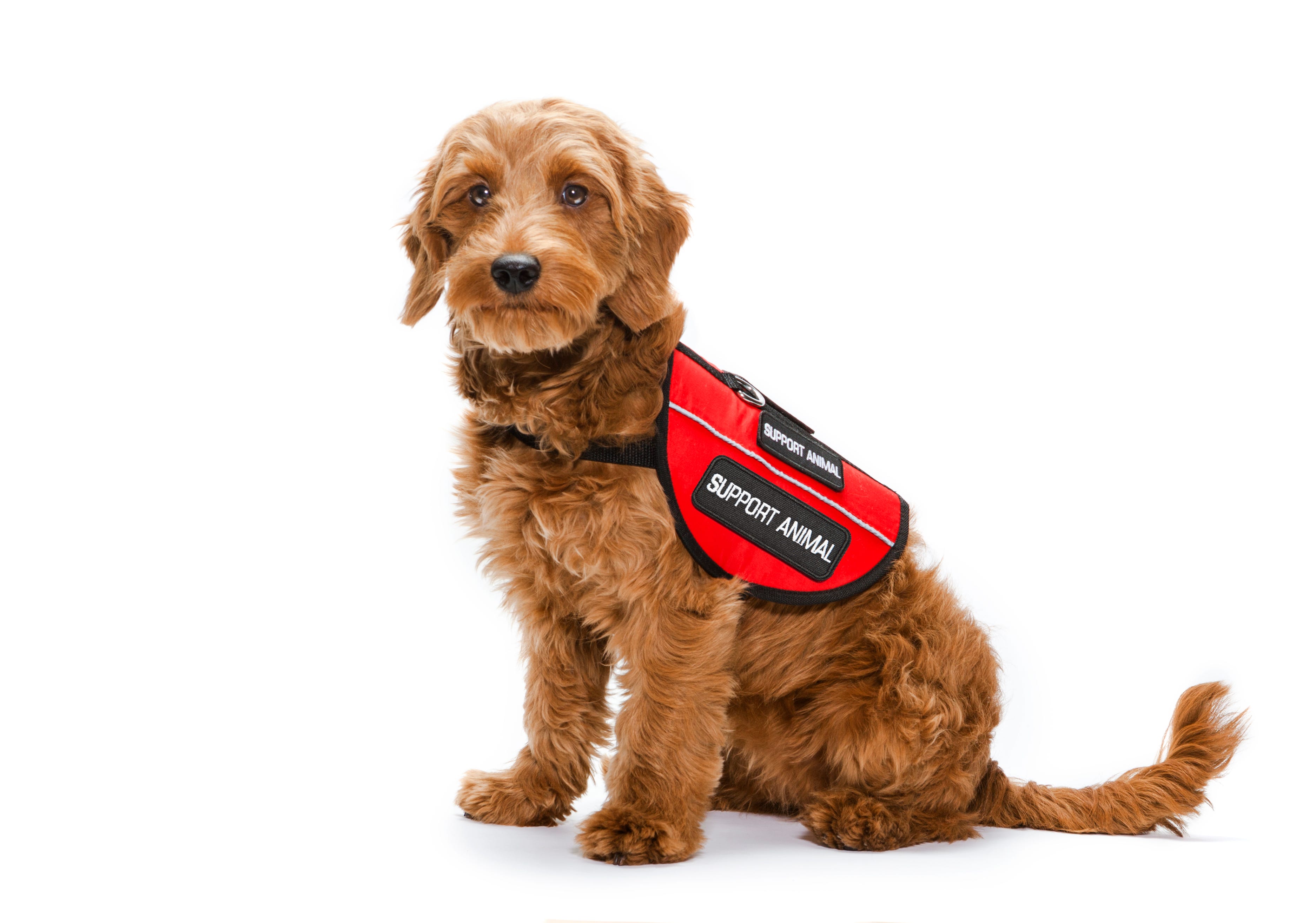 does the acaa allow breed bans for service dogs