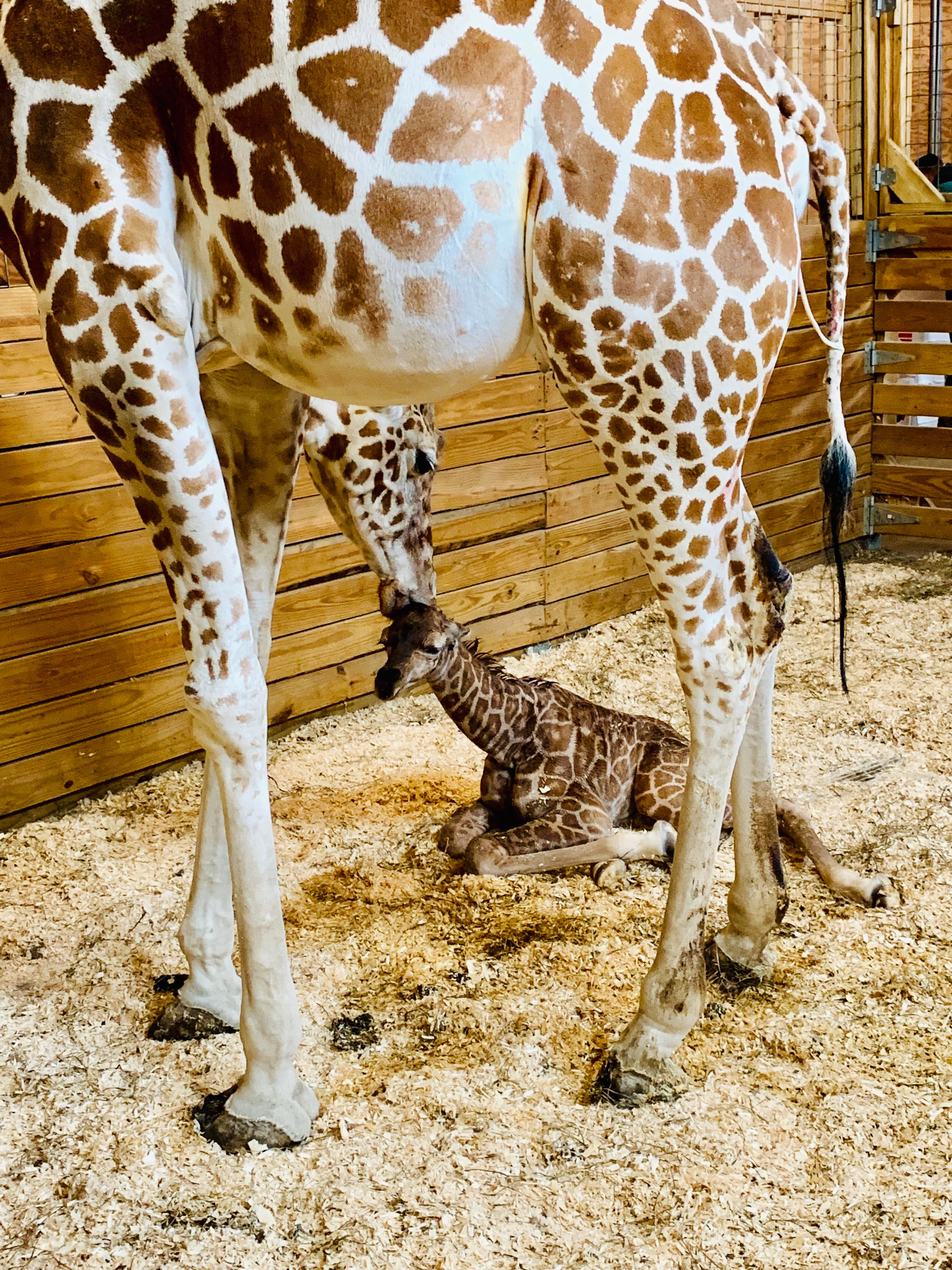 April The Giraffe Delivers A Second Bundle Of Baby Joy For Animal ...