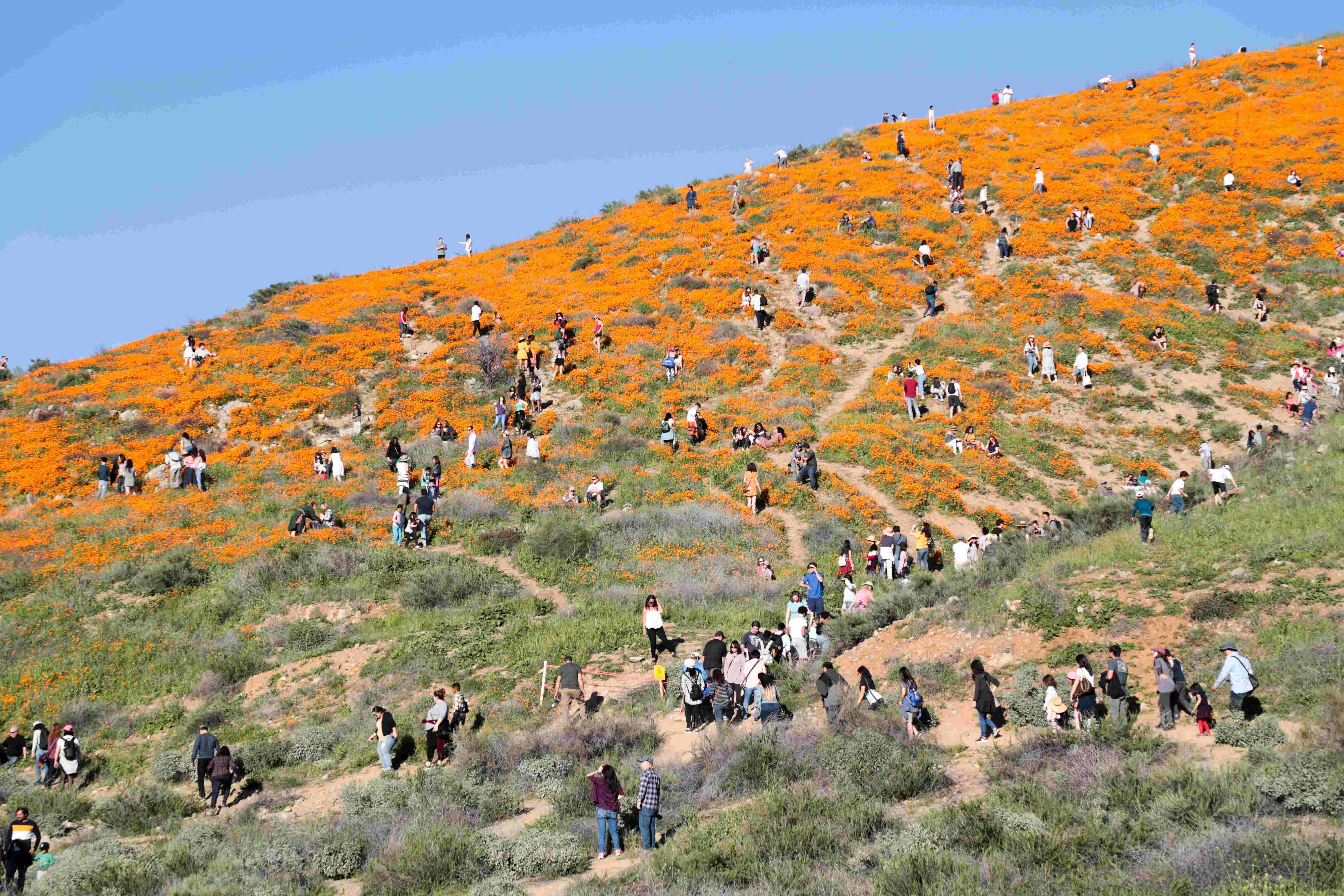 Lake Elsinore's Walker Canyon poppy fields close due to Super Bloom crowds