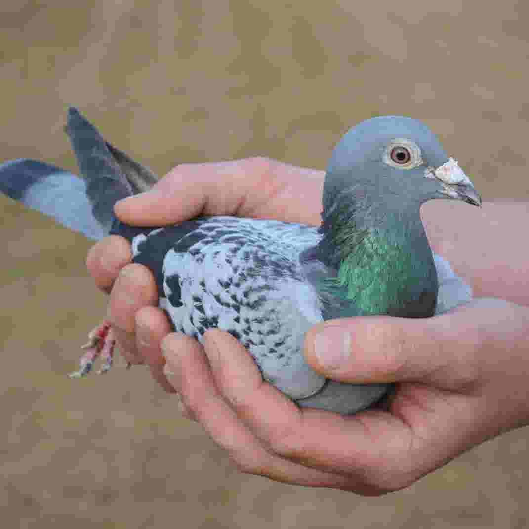 Racing Pigeon Sold At An Auction For Record 1 4 Million