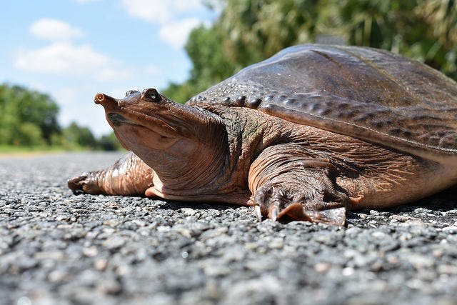 Novel Virus May Be Killing Florida Freshwater Turtles   E8752f59 3b6f 458d 9db2 E0ed4849c3a9 42295110512 1acee7d555 Z 