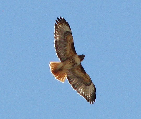 Migrating Raptors Cruise Through The Borderlands