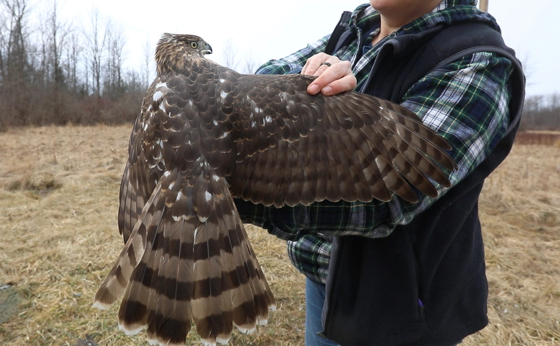 Where To Bird Watch During Spring Migration In Rochester Ny