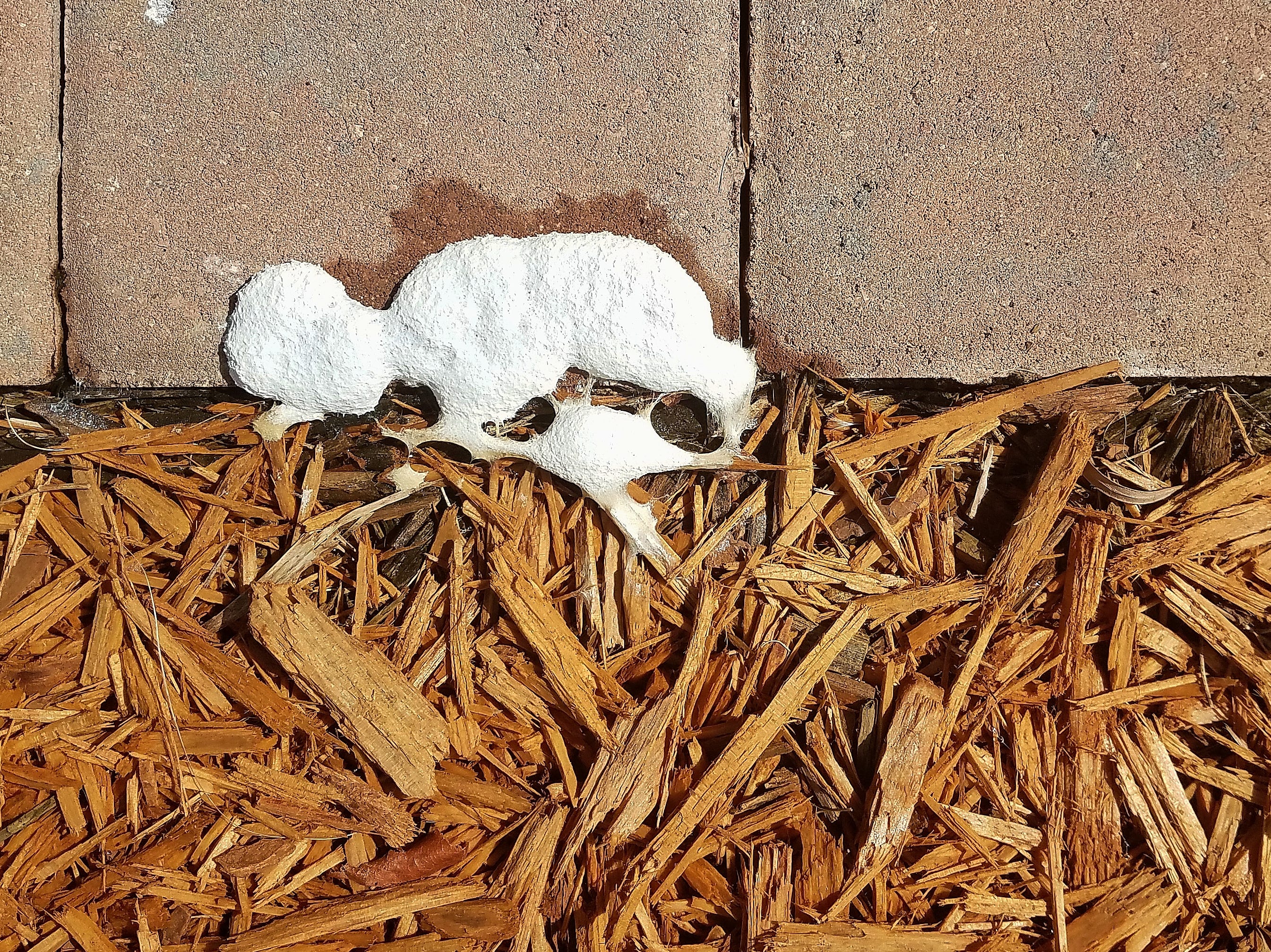 is dog vomit slime mold dangerous