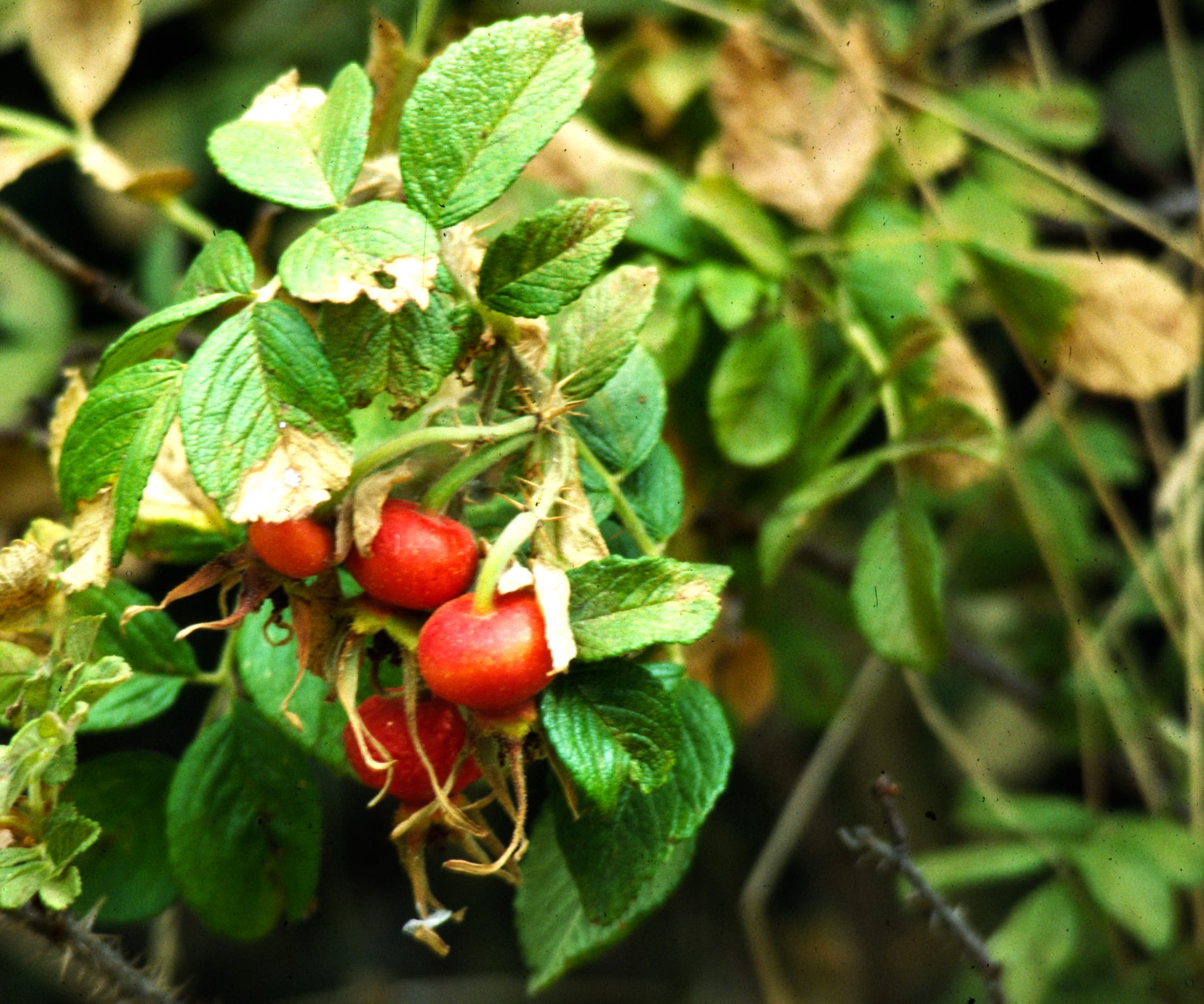 is vitamin c with rose hips safe for dogs