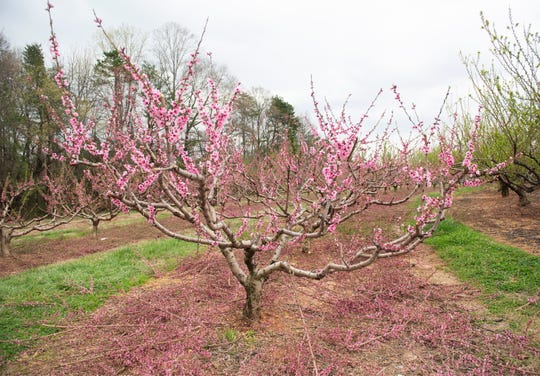 Top 10 States For Peaches Georgia Isnt Even Among The Top Three 