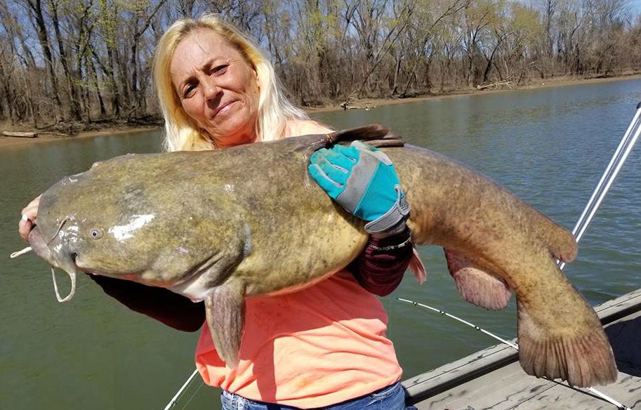 Wels Catfish, River Monsters Wiki